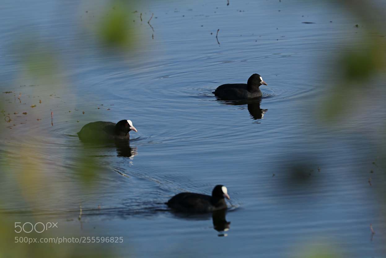 Canon EOS 80D sample photo. Coots photography