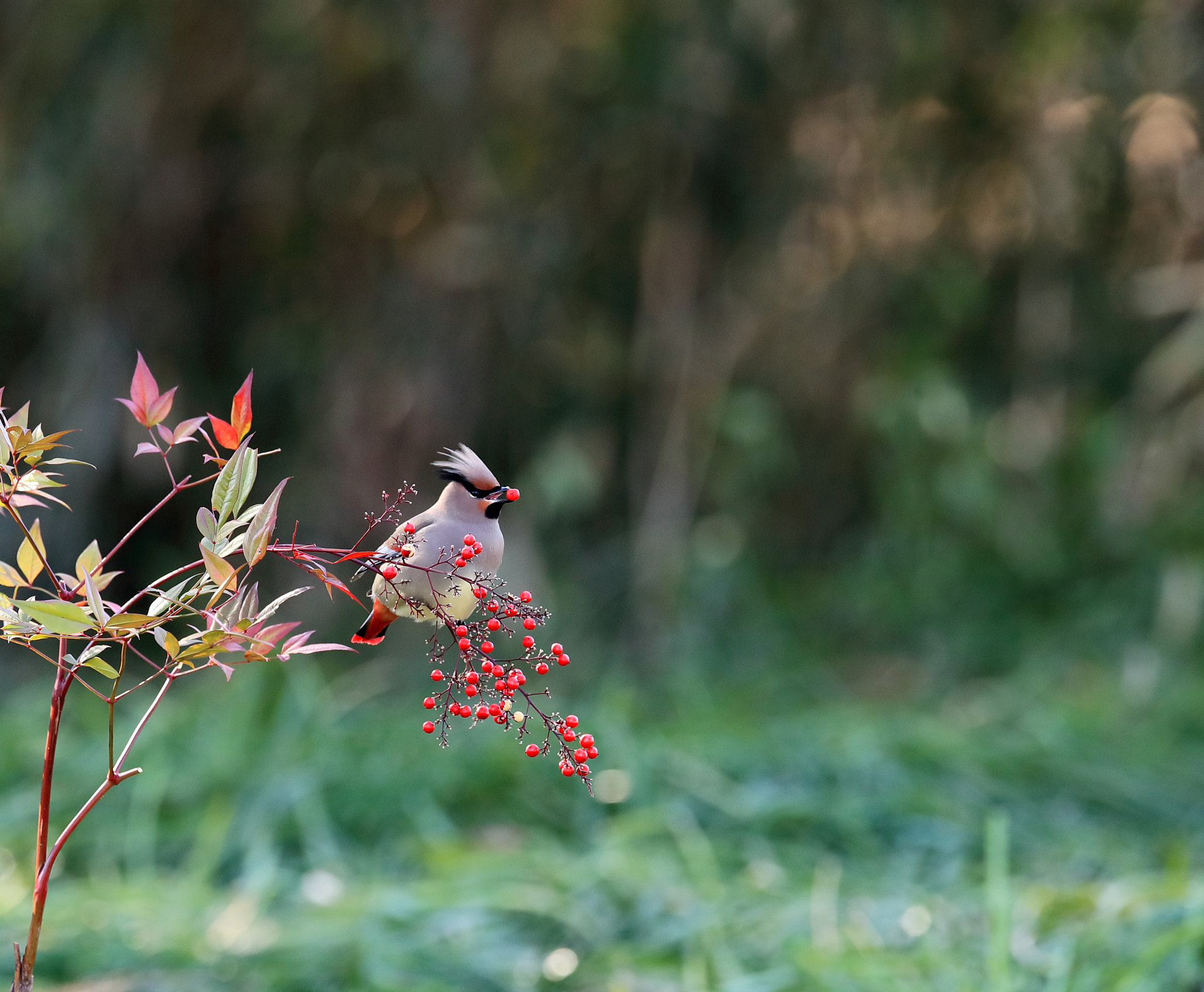 Canon EF 400mm F2.8L IS II USM sample photo. ヒレンジャク japanese waxwing photography