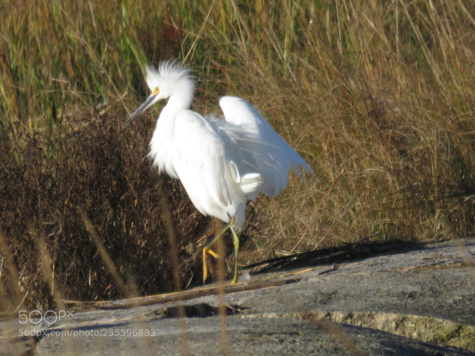 Canon PowerShot SX60 HS sample photo. Dancing egret photography