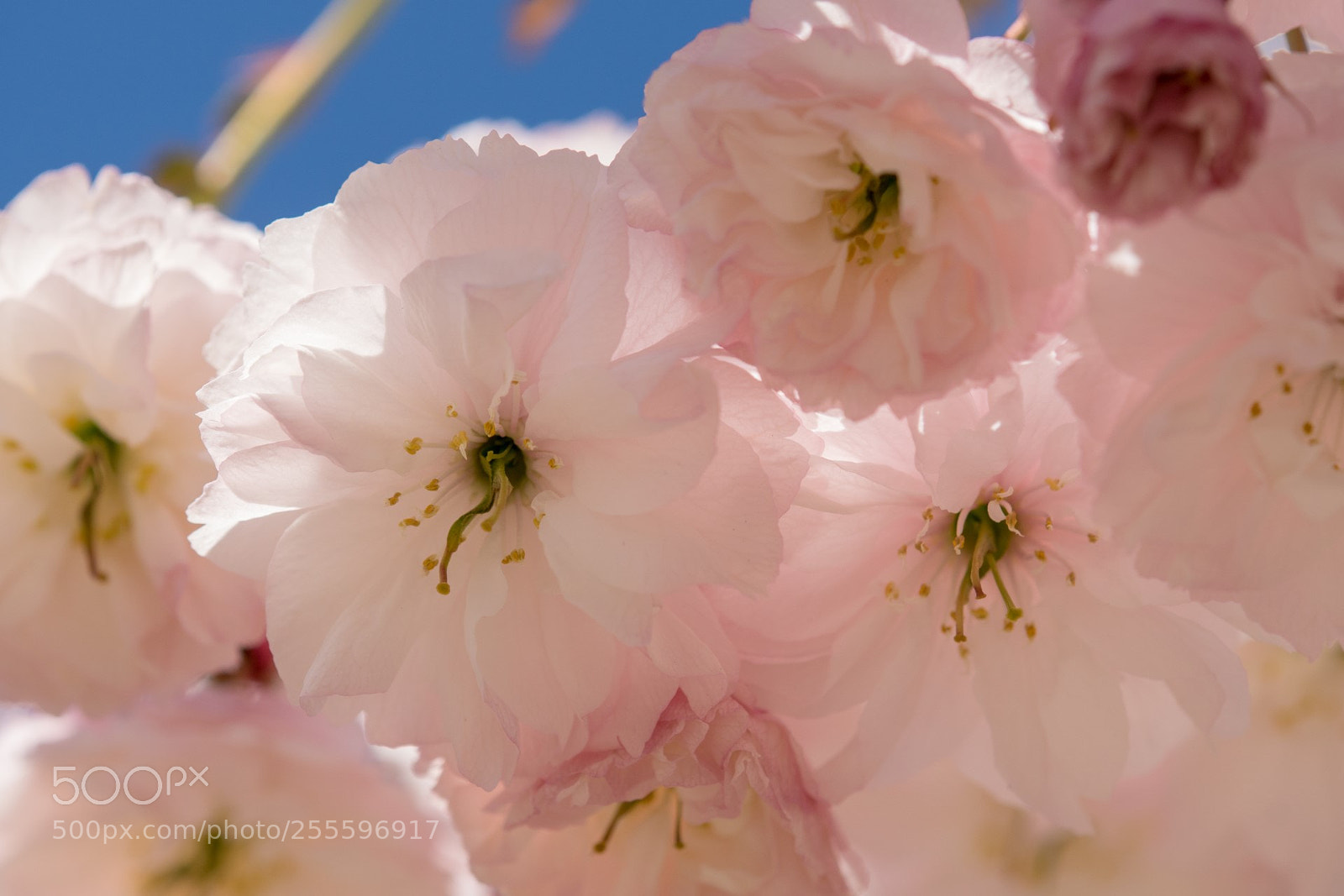 Sony ILCA-77M2 sample photo. Blossom in belgium chris photography