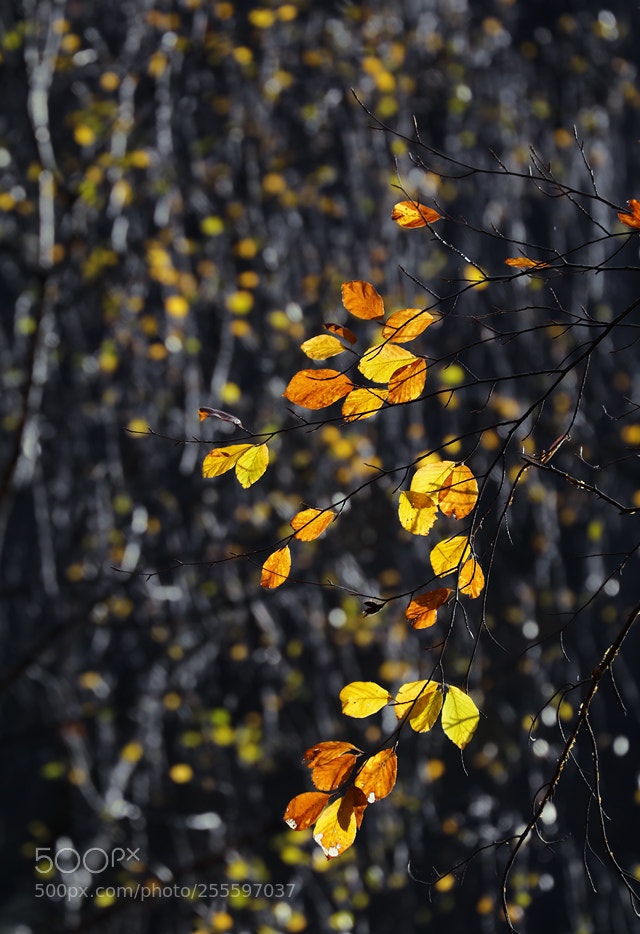 Canon EOS 80D sample photo. Fall of lights photography