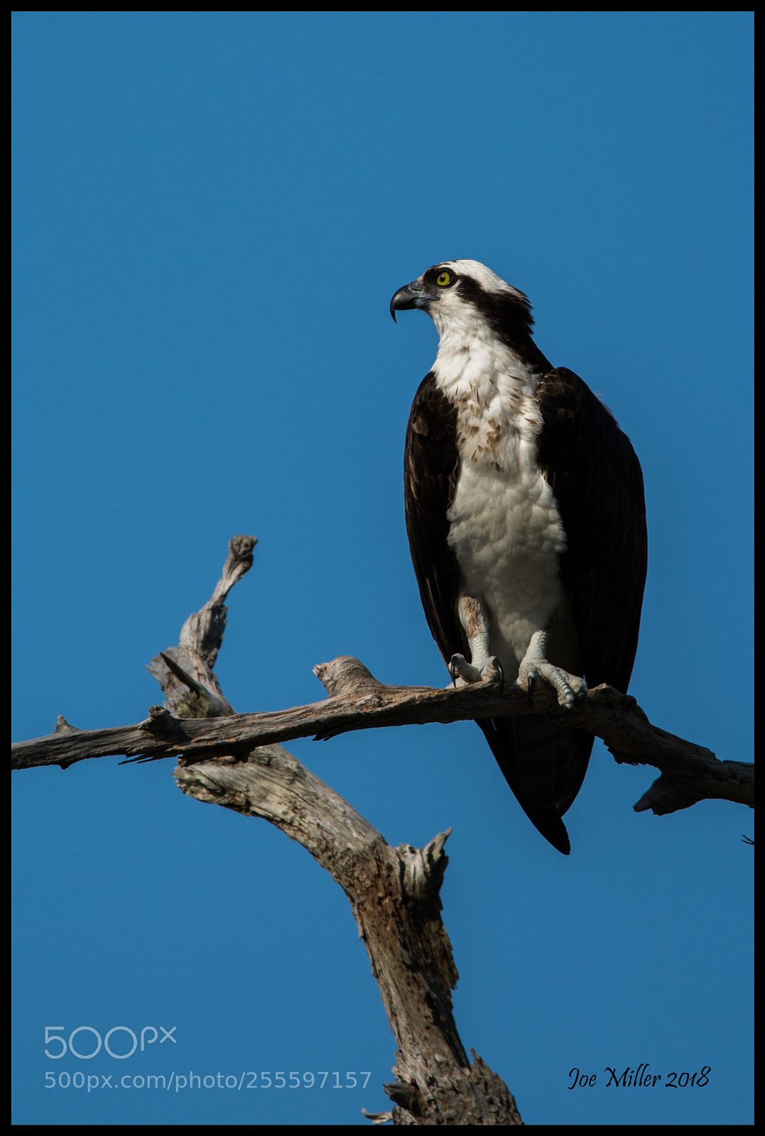 Nikon D7100 sample photo. Female osprey on branch photography