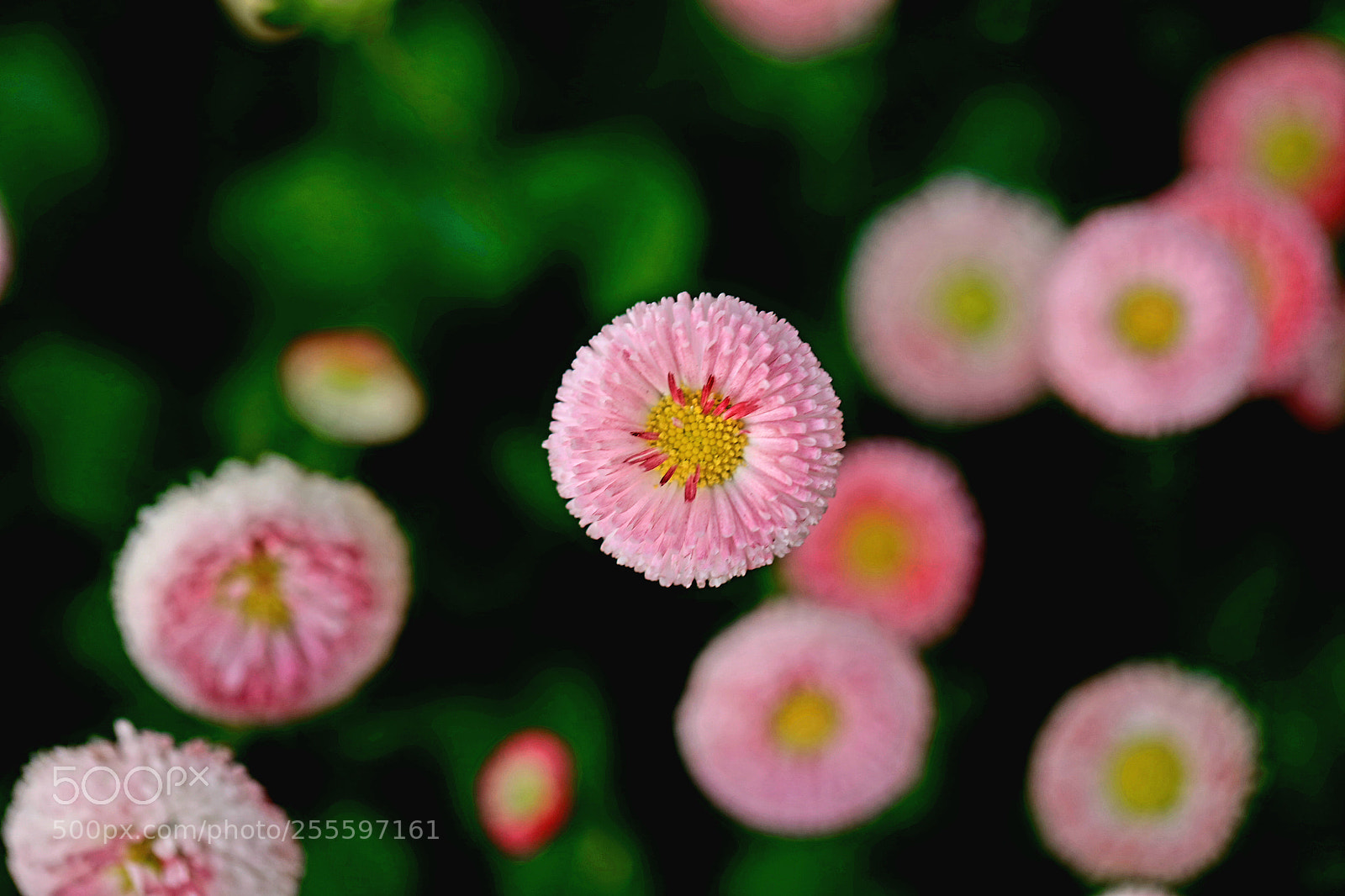 Canon EOS 5D Mark IV sample photo. Round pink flower photography