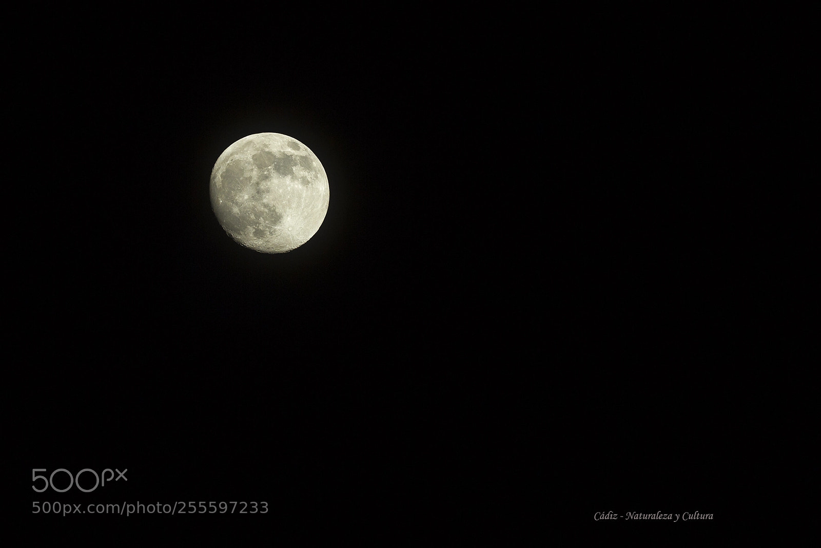 Canon EOS 550D (EOS Rebel T2i / EOS Kiss X4) sample photo. Moonflower photography