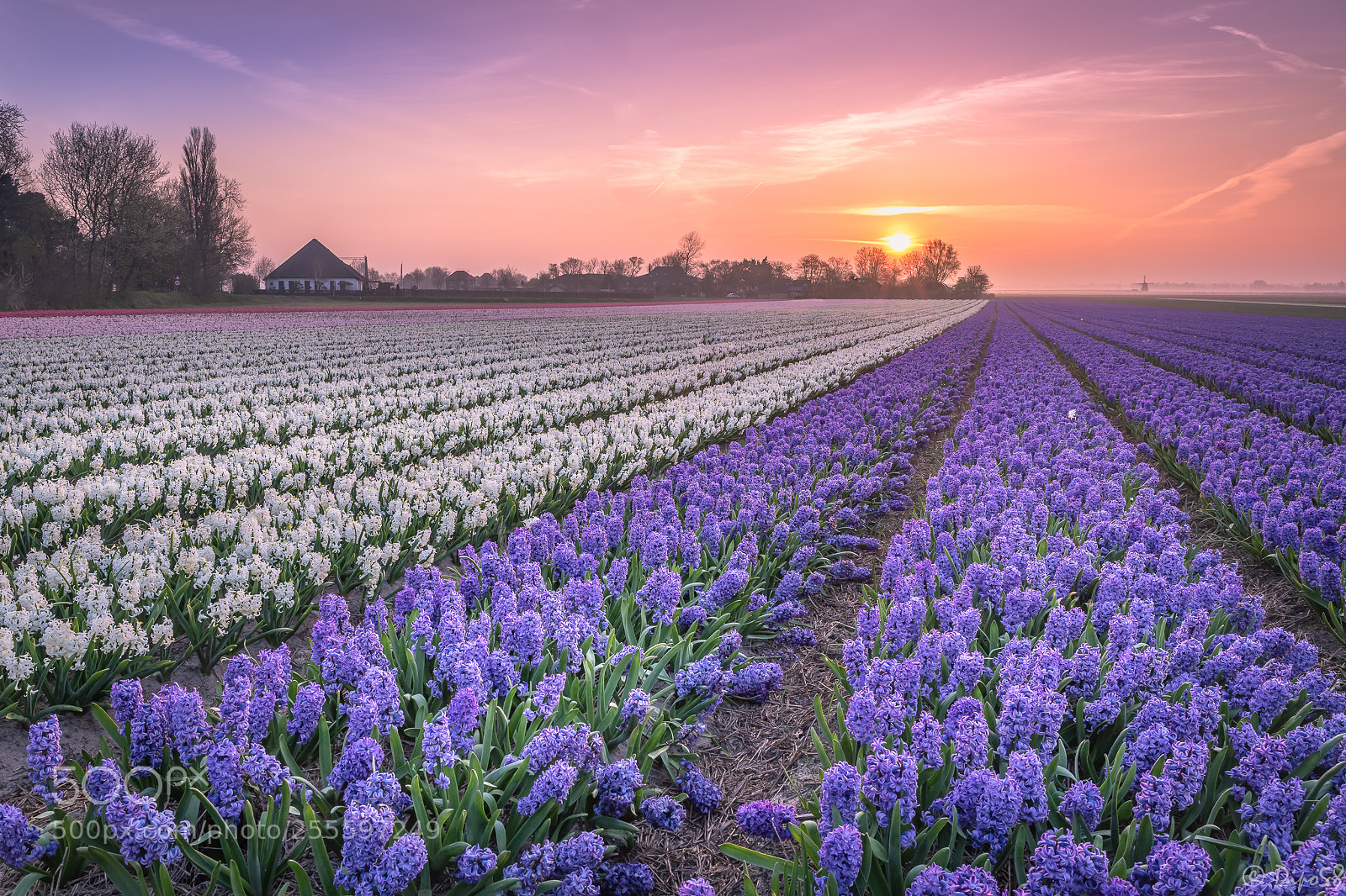 Canon EOS 6D Mark II sample photo. Sunrise over the hyacinth photography
