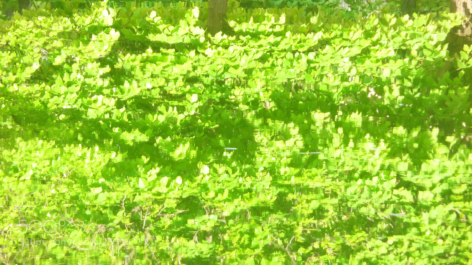 Panasonic Lumix DMC-TZ5 sample photo. P photography
