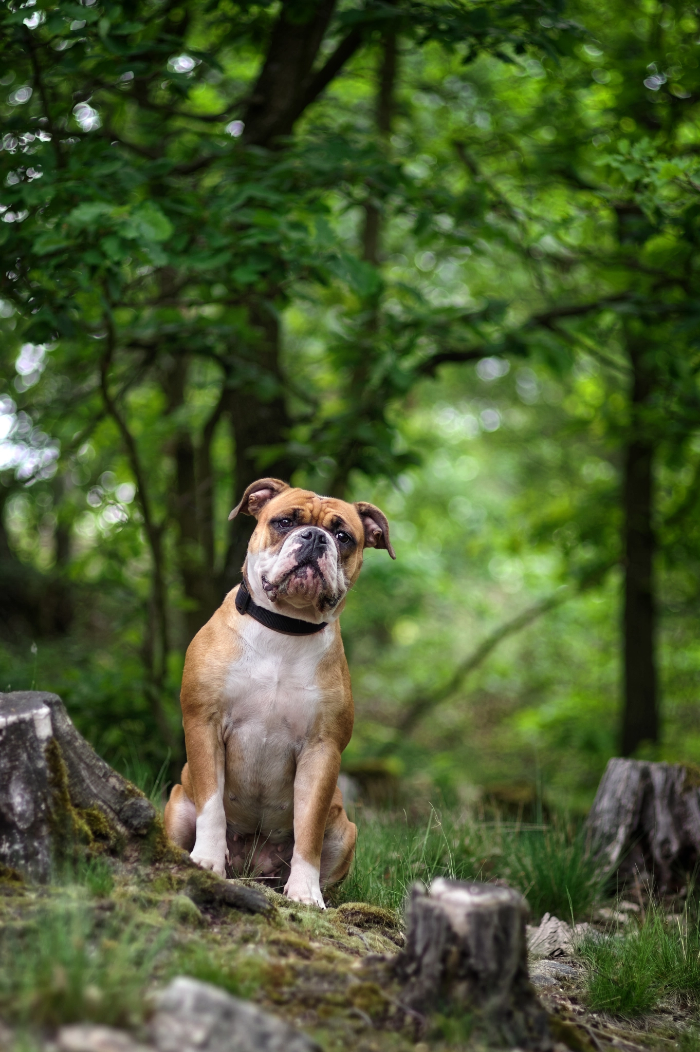 Pentax KP sample photo. The fourth tree stump photography