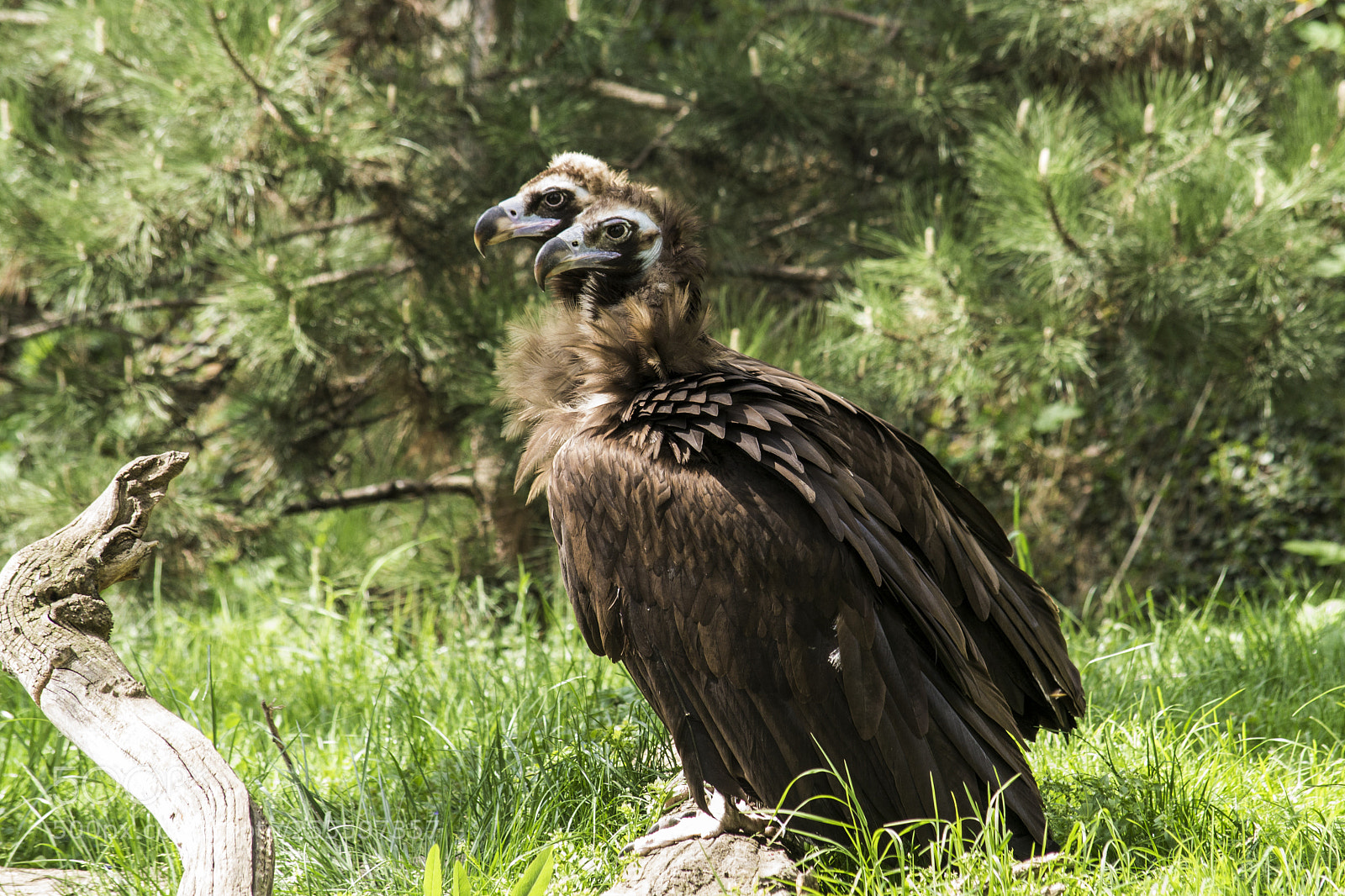 Nikon D3100 sample photo. Vulture (aegypius monachus) photography