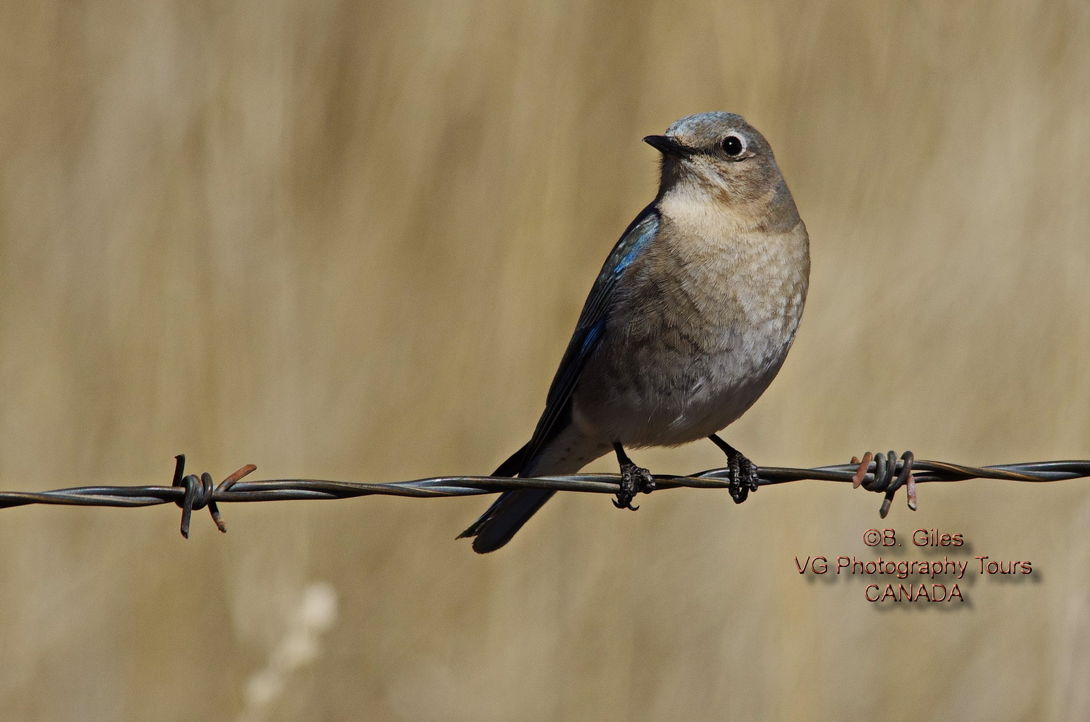 Pentax K-5 IIs sample photo. Female mountain bluebird photography