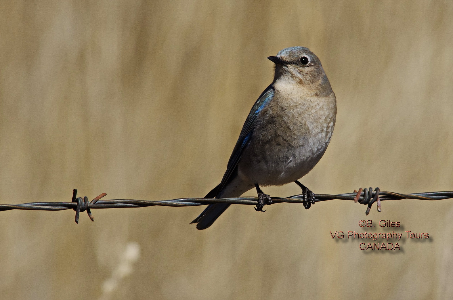 Pentax K-5 IIs + Sigma 150-500mm F5-6.3 DG OS HSM sample photo. Female mountain bluebird photography