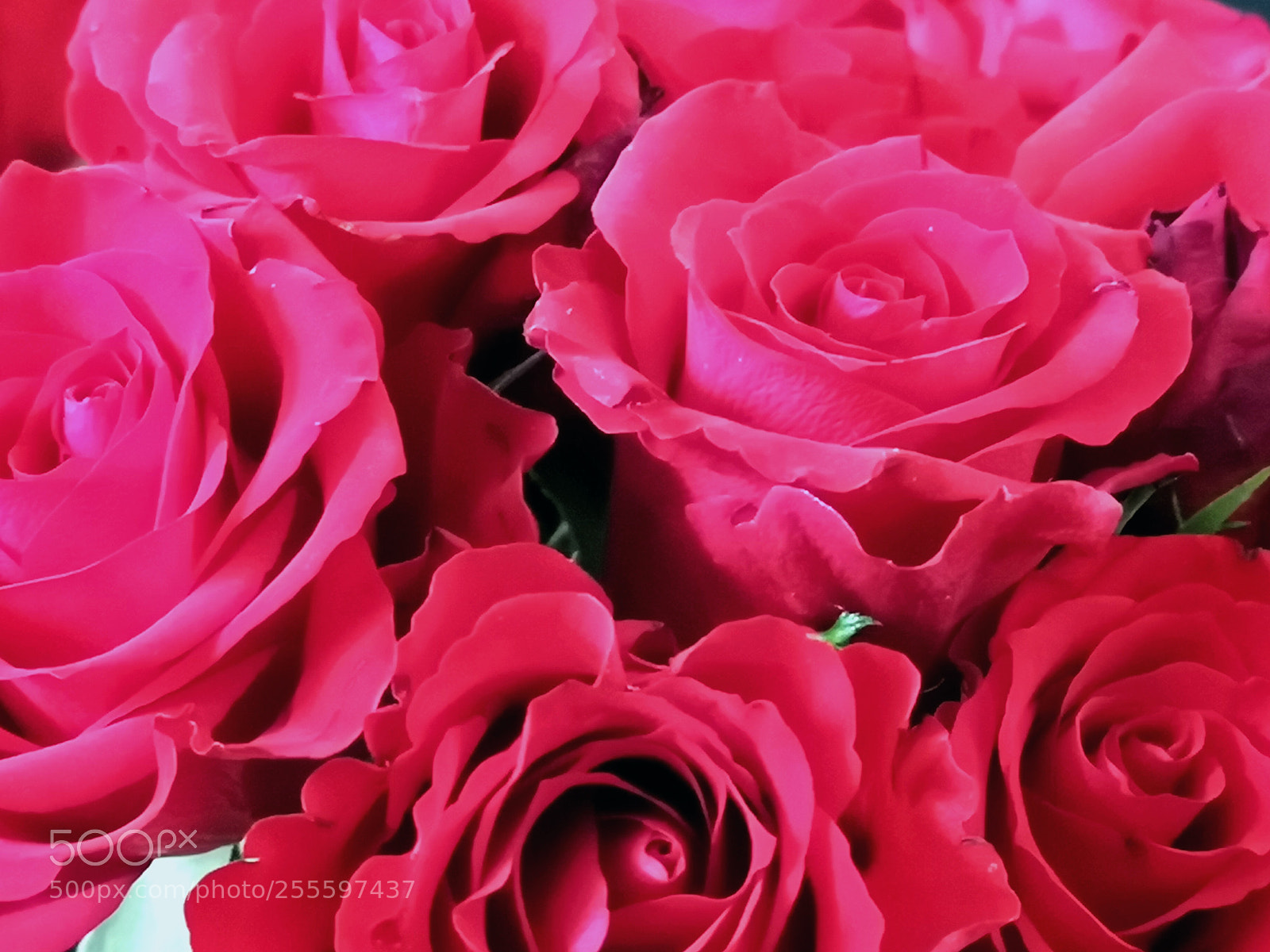 HUAWEI CLT-L09 sample photo. Red roses photography
