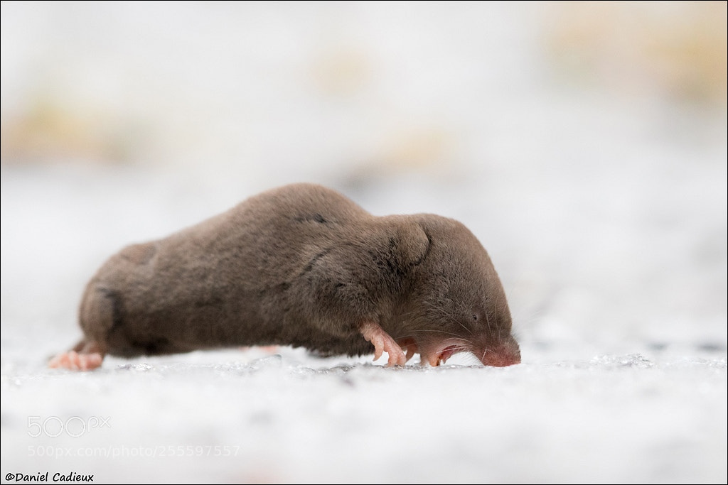 Canon EOS 7D Mark II sample photo. Hard-working northern short-tailed shrew photography