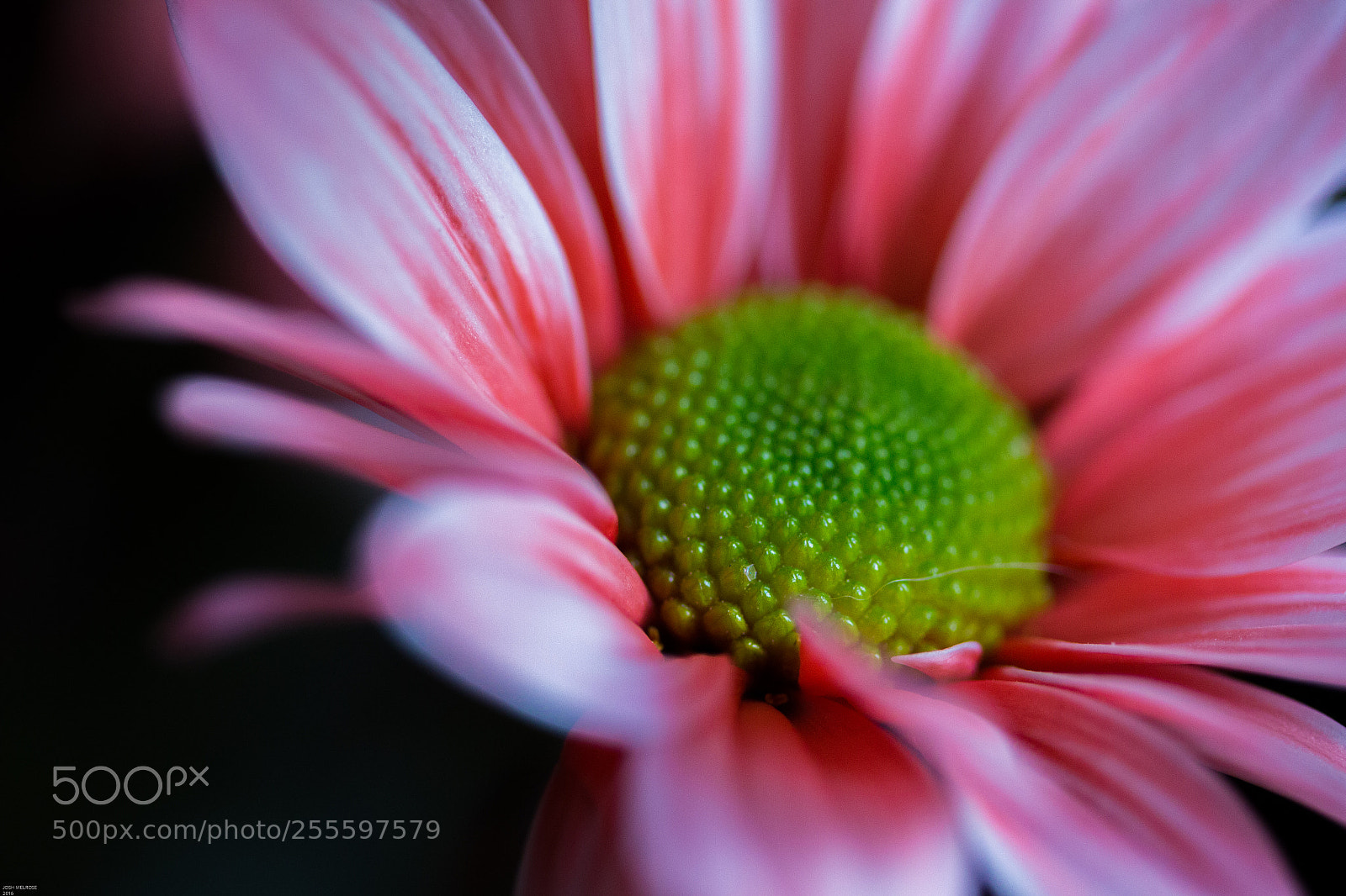 Canon EOS 100D (EOS Rebel SL1 / EOS Kiss X7) sample photo. Flower photography