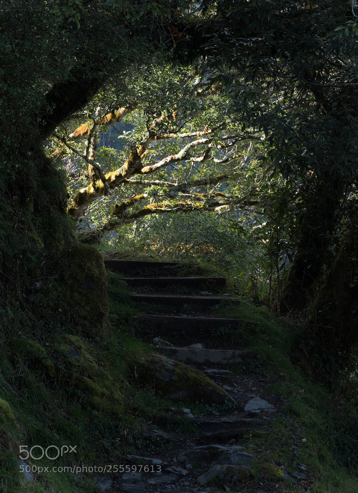 Olympus OM-D E-M5 II sample photo. Paradise road photography