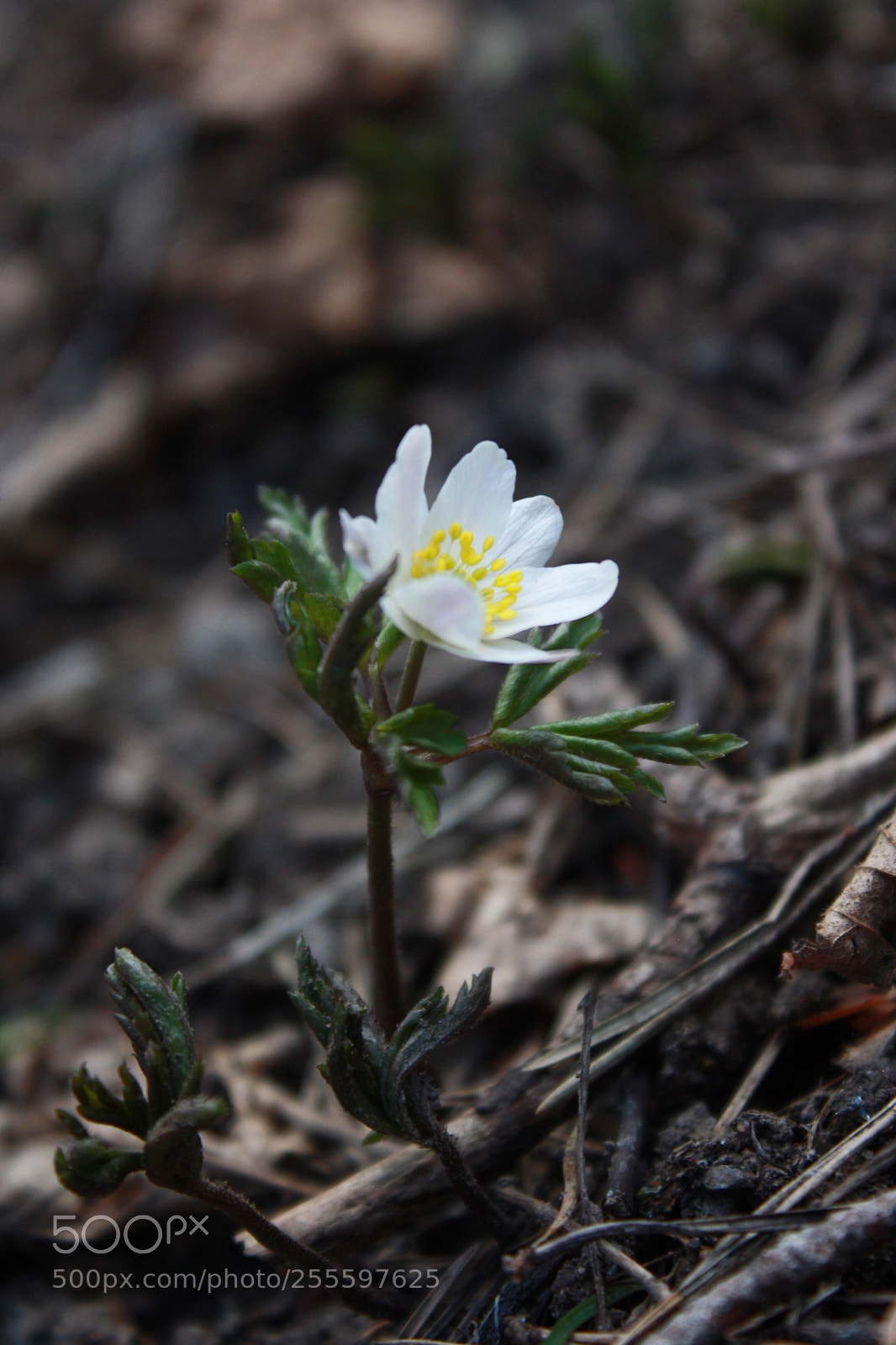 Canon EOS 1000D (EOS Digital Rebel XS / EOS Kiss F) sample photo. First flower in spring photography