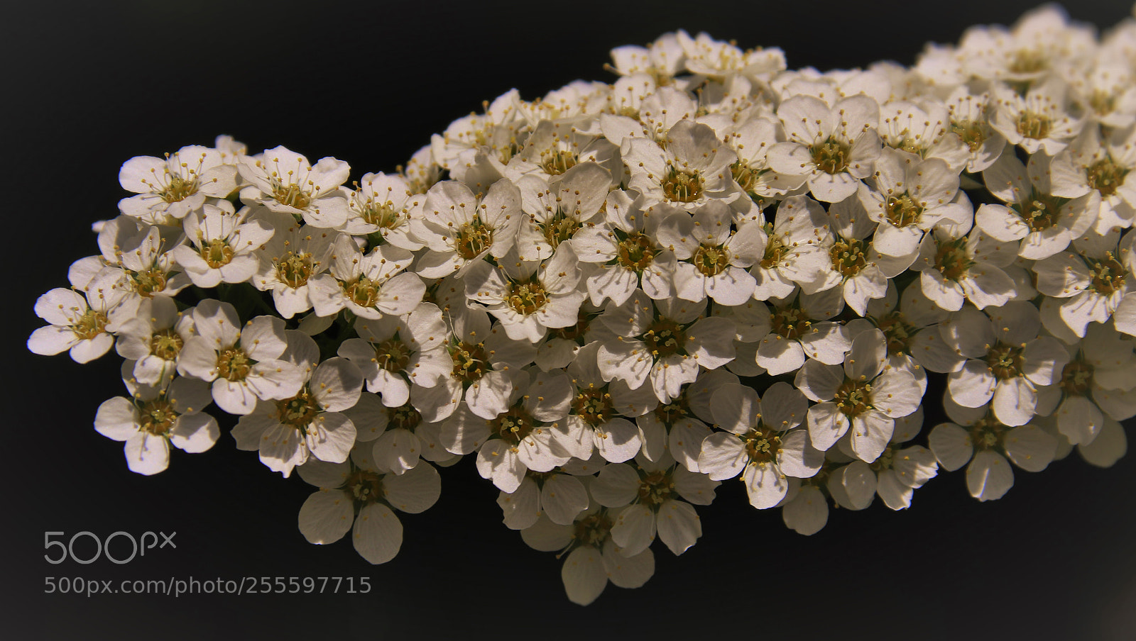 Canon EOS 7D Mark II sample photo. White blossoms () photography
