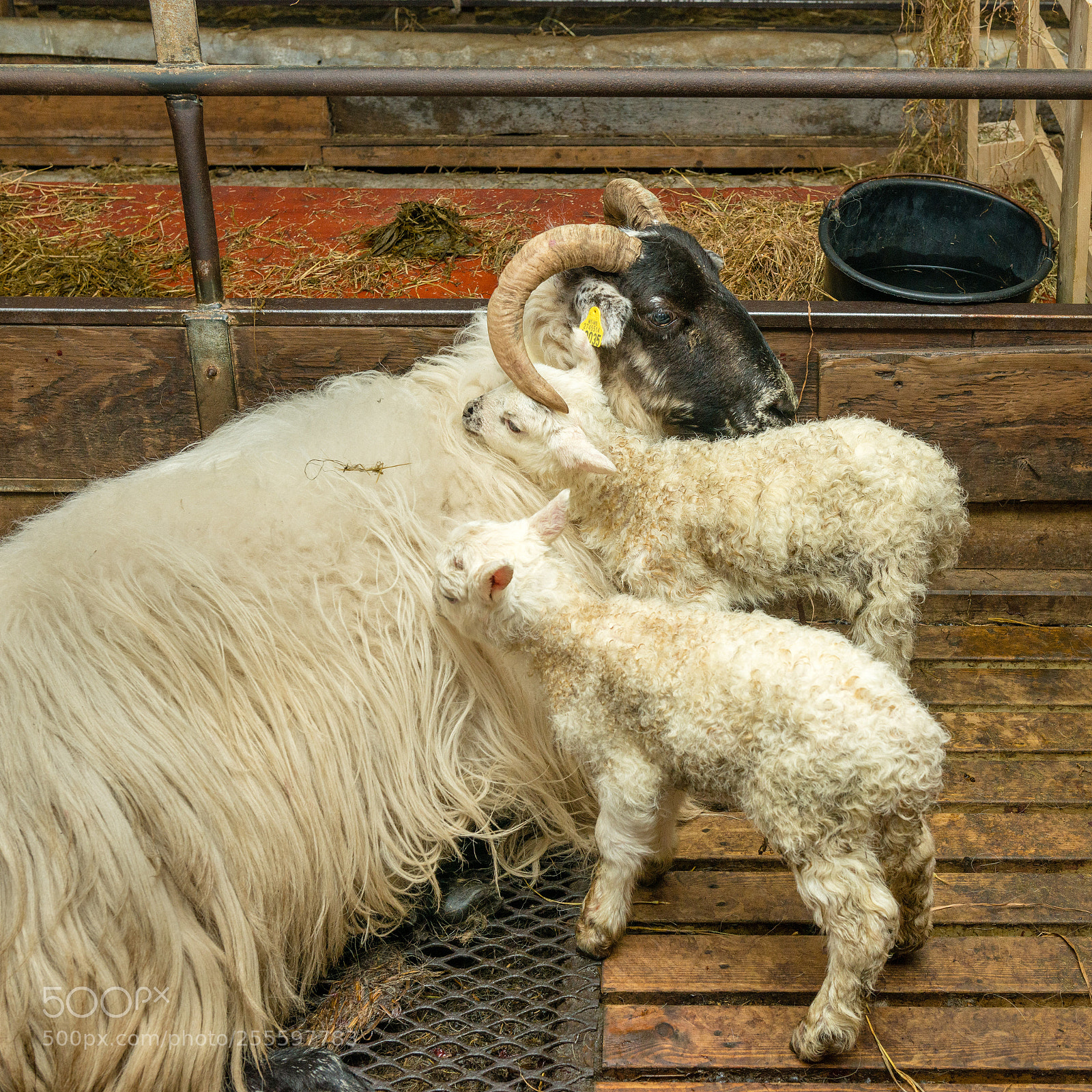 Nikon D800 sample photo. Loves their mother photography