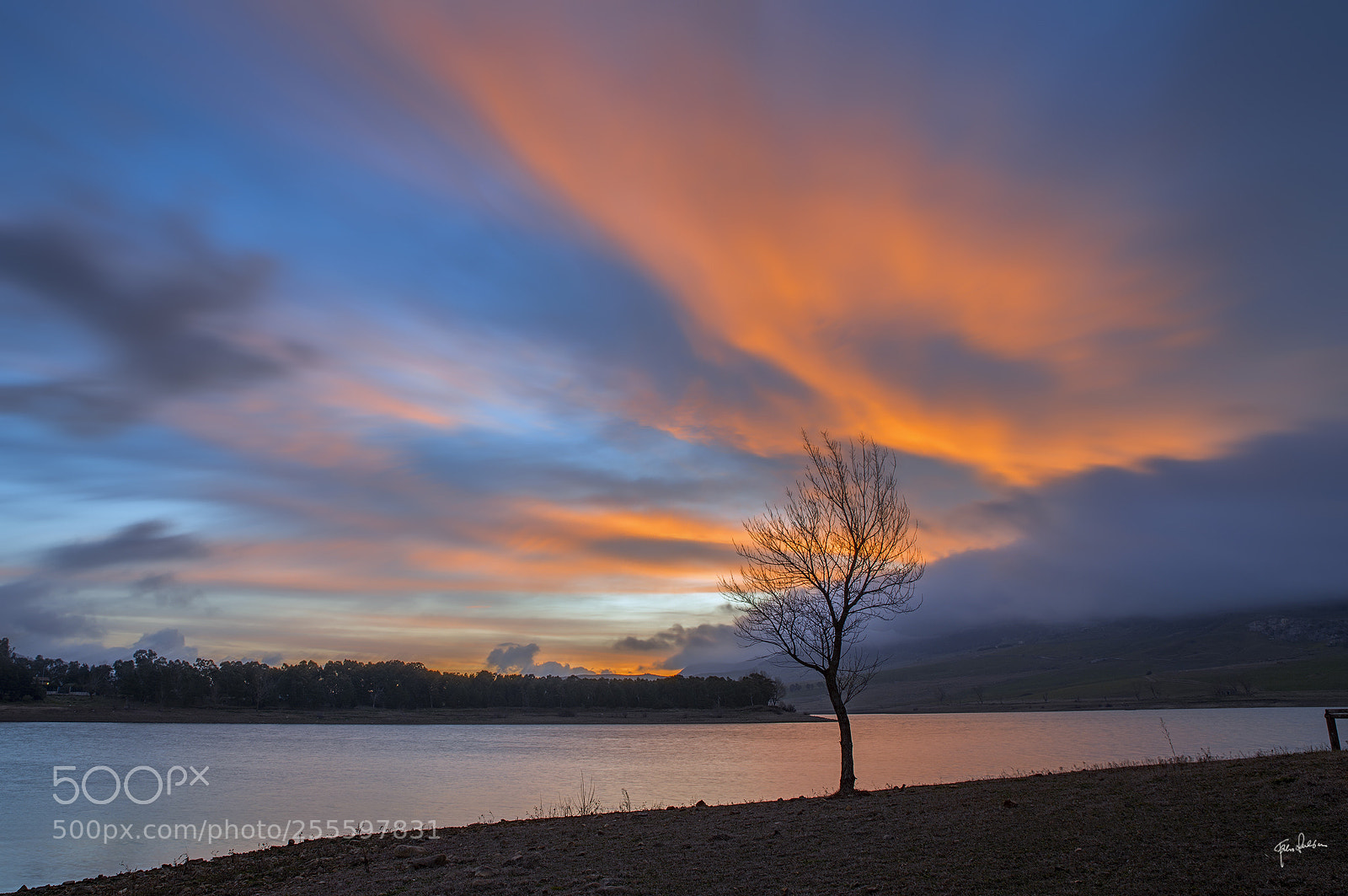 Nikon D800 sample photo. The lonely tree photography