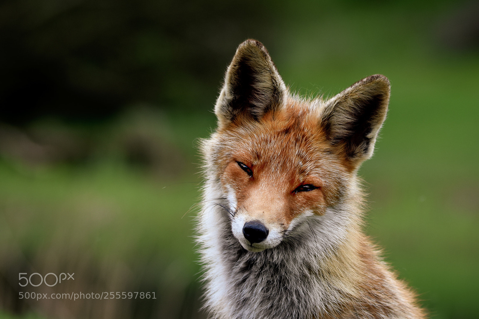 Nikon D3300 sample photo. Portrait of a red photography