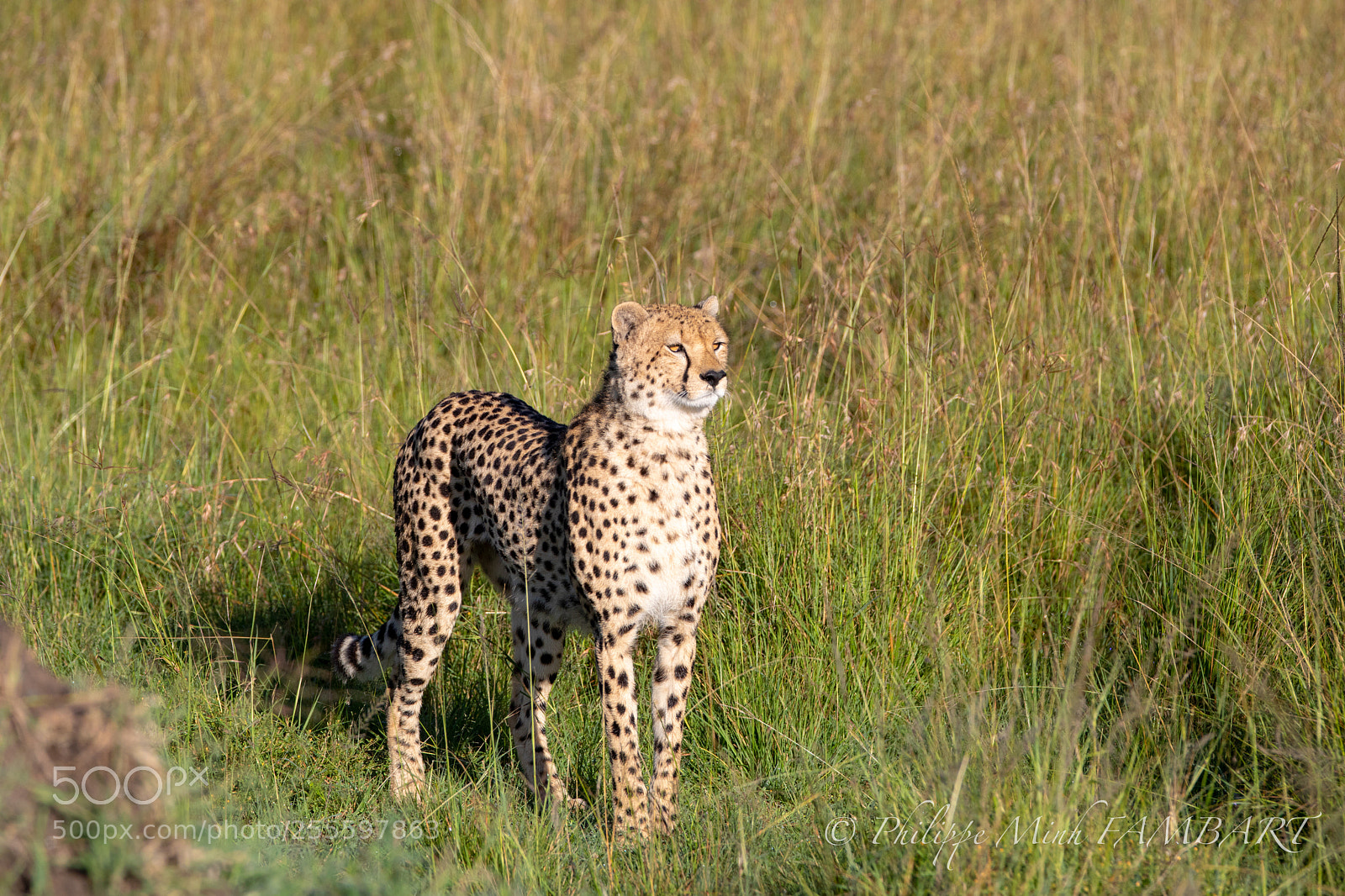 Canon EOS 5D Mark IV sample photo. Cheetah on landscape of photography