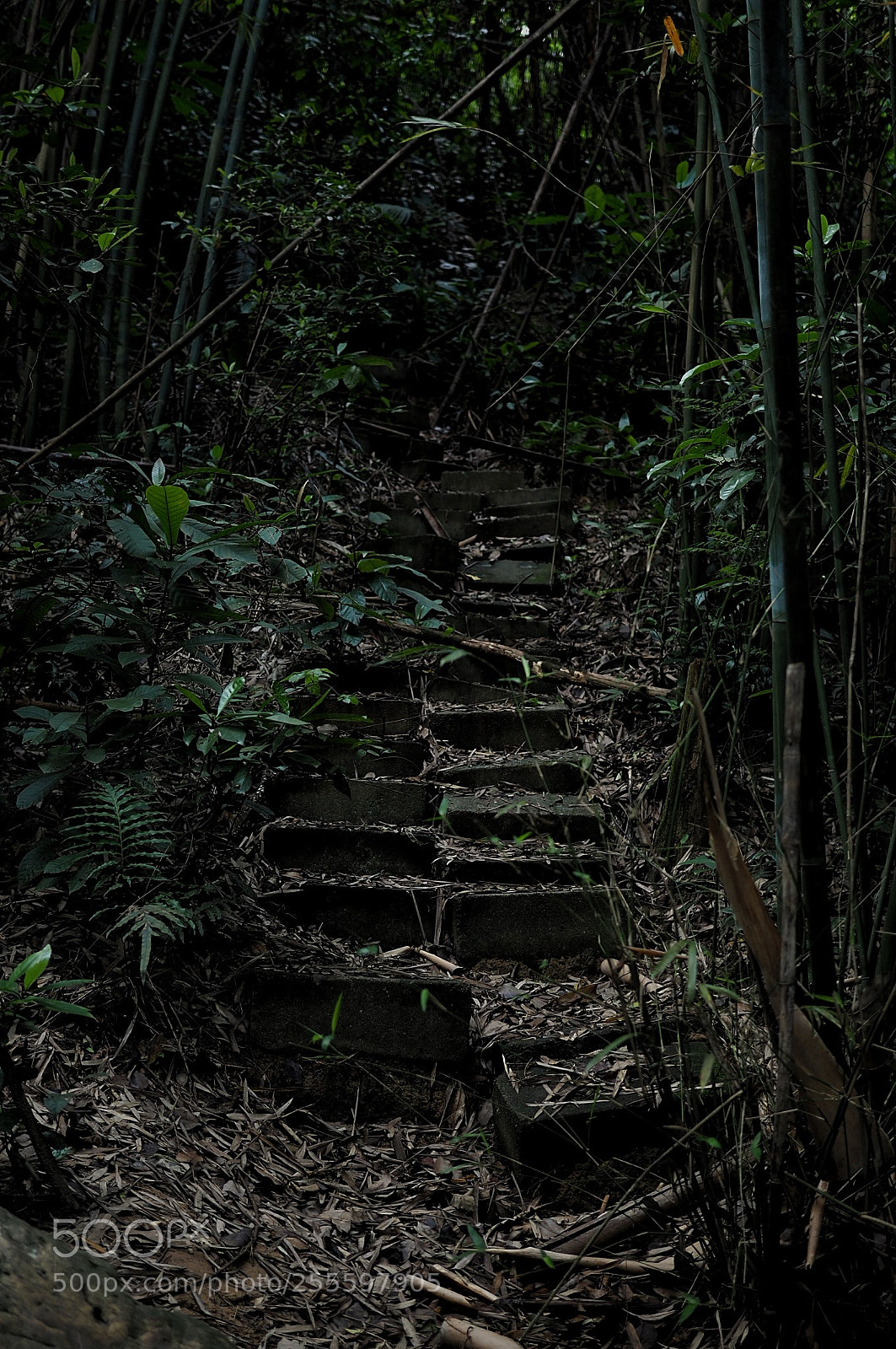 Olympus OM-D E-M5 II sample photo. Steps photography