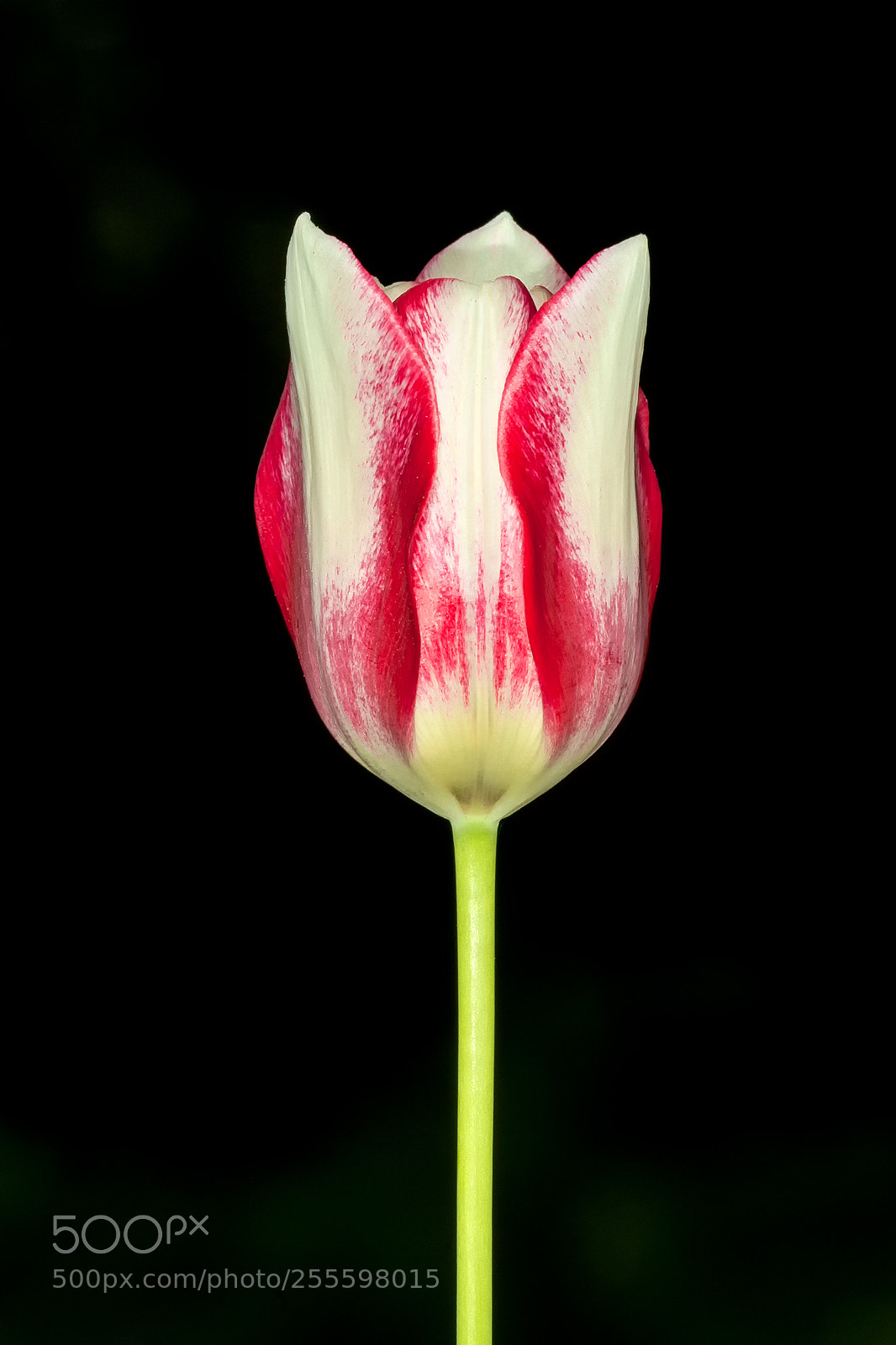Canon EOS 5D Mark II sample photo. Tulpenblüte photography