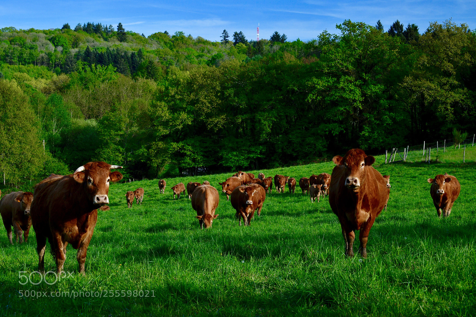 Nikon D850 sample photo. Promenade dans la prairie photography