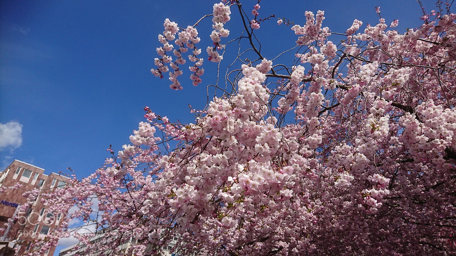 Sony Xperia XZ sample photo. Cherryblossom photography