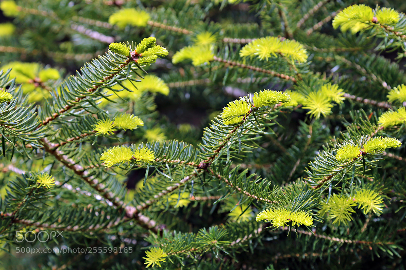 Canon EOS 6D sample photo. Spring growth photography