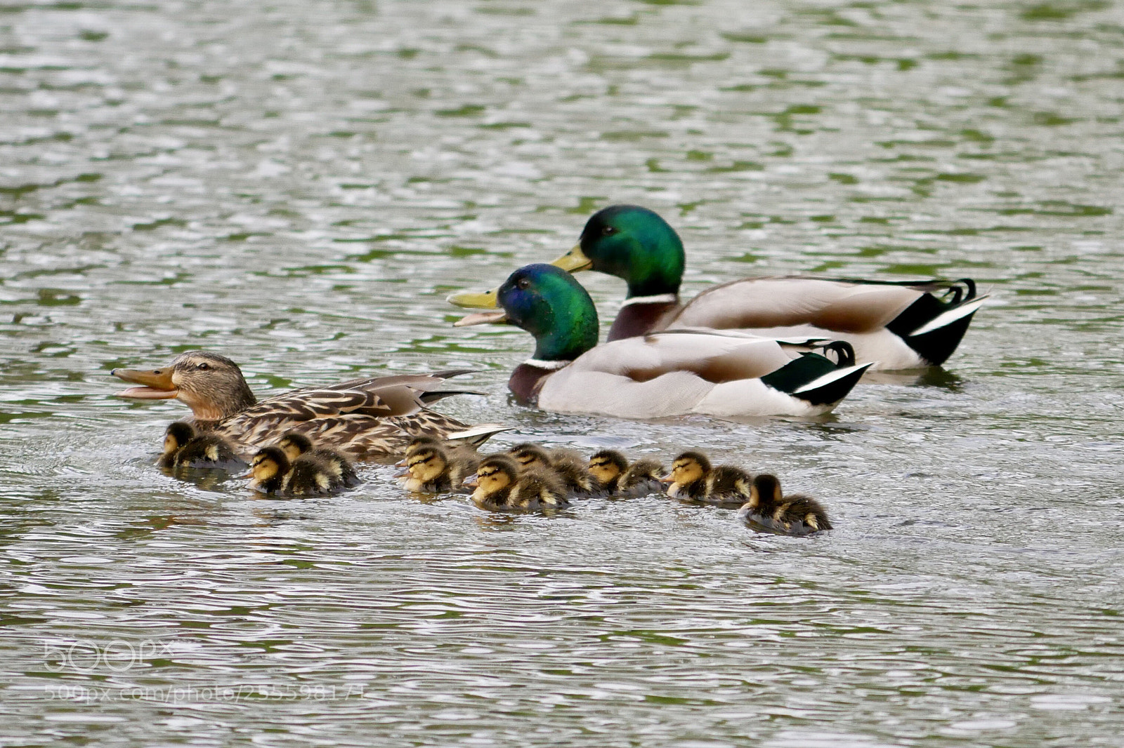 Panasonic Lumix DMC-G85 (Lumix DMC-G80) sample photo. Canards colvert  photography