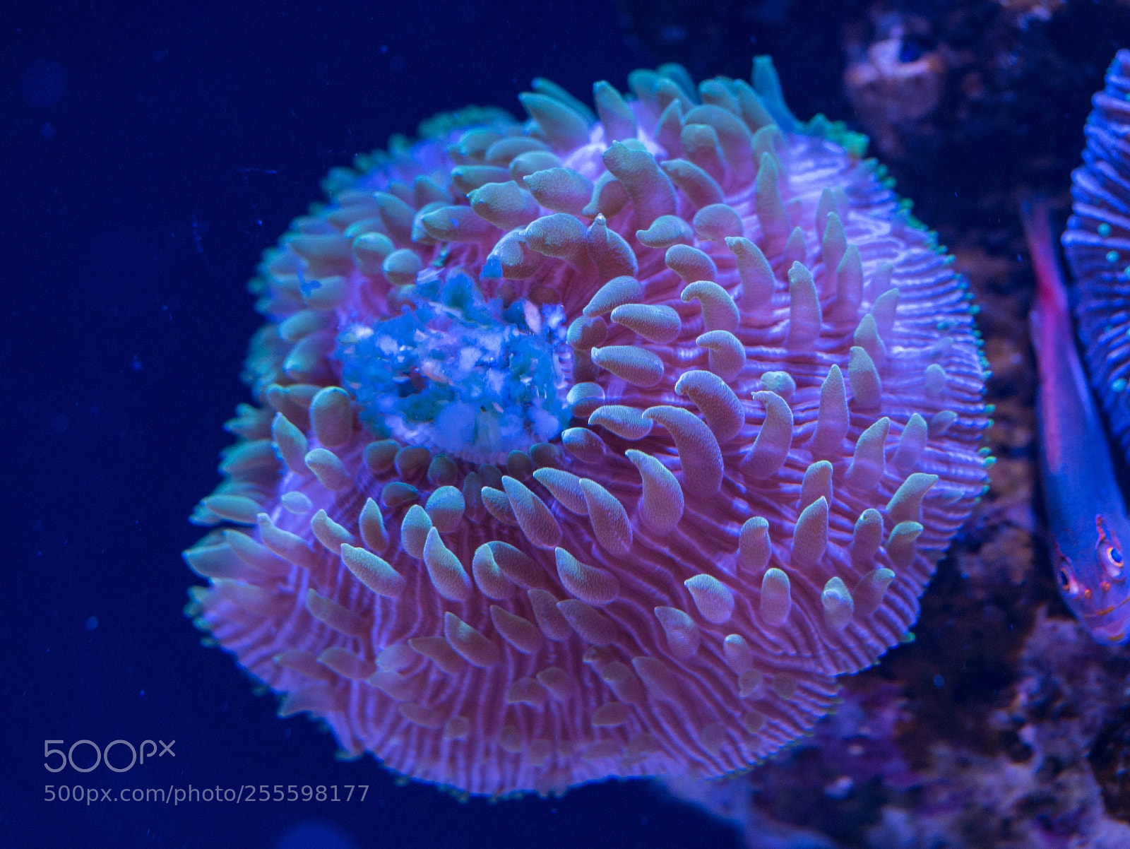 Panasonic Lumix DMC-G85 (Lumix DMC-G80) sample photo. Black light anemone photography