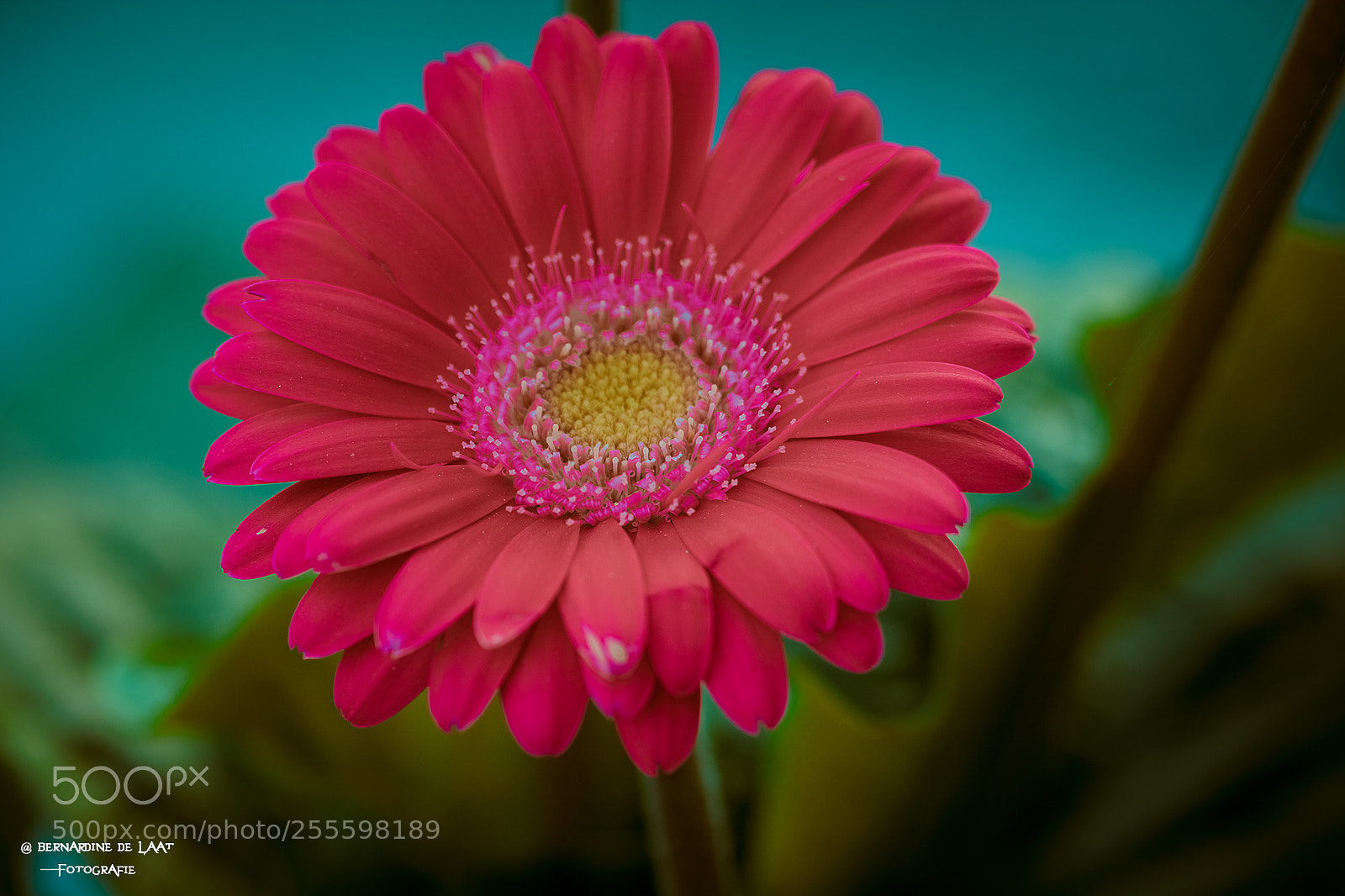 Nikon D7100 sample photo. Tropical flavour photography