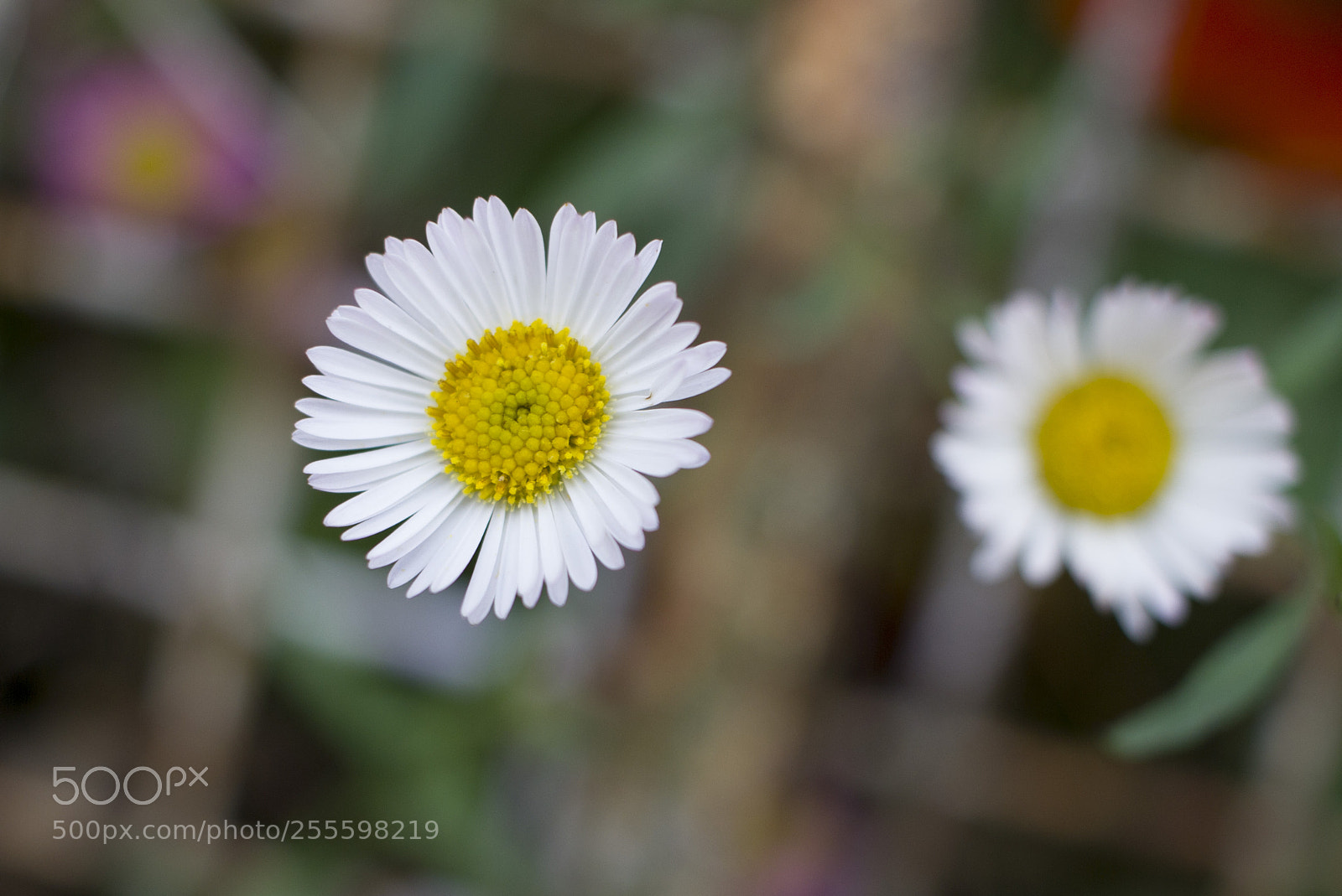 Canon EOS 600D (Rebel EOS T3i / EOS Kiss X5) sample photo. White petal photography