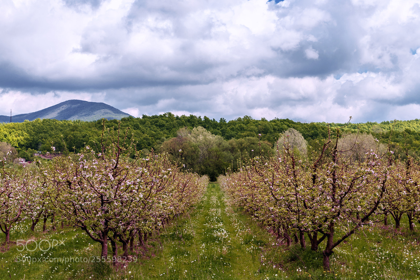 Canon EOS 6D Mark II sample photo. Orchard photography