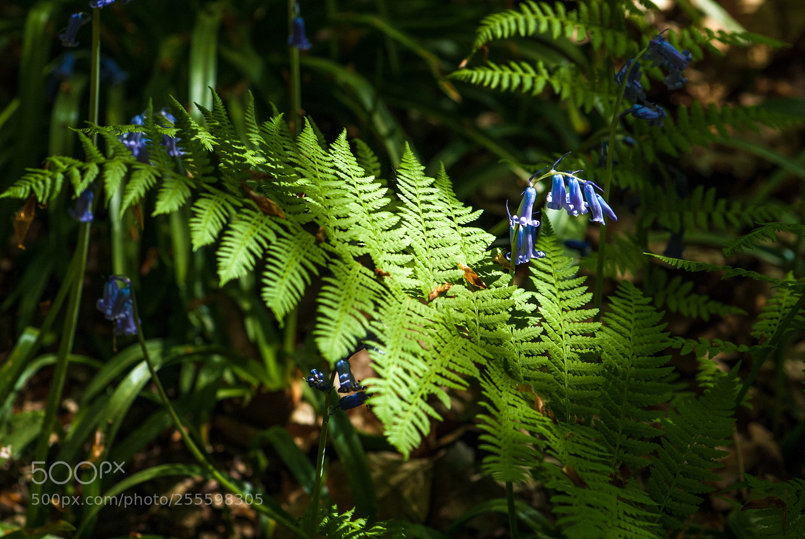 Nikon D200 sample photo. Fern photography