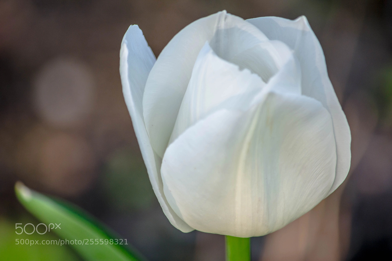 Nikon D7100 sample photo. Flor white elegance photography