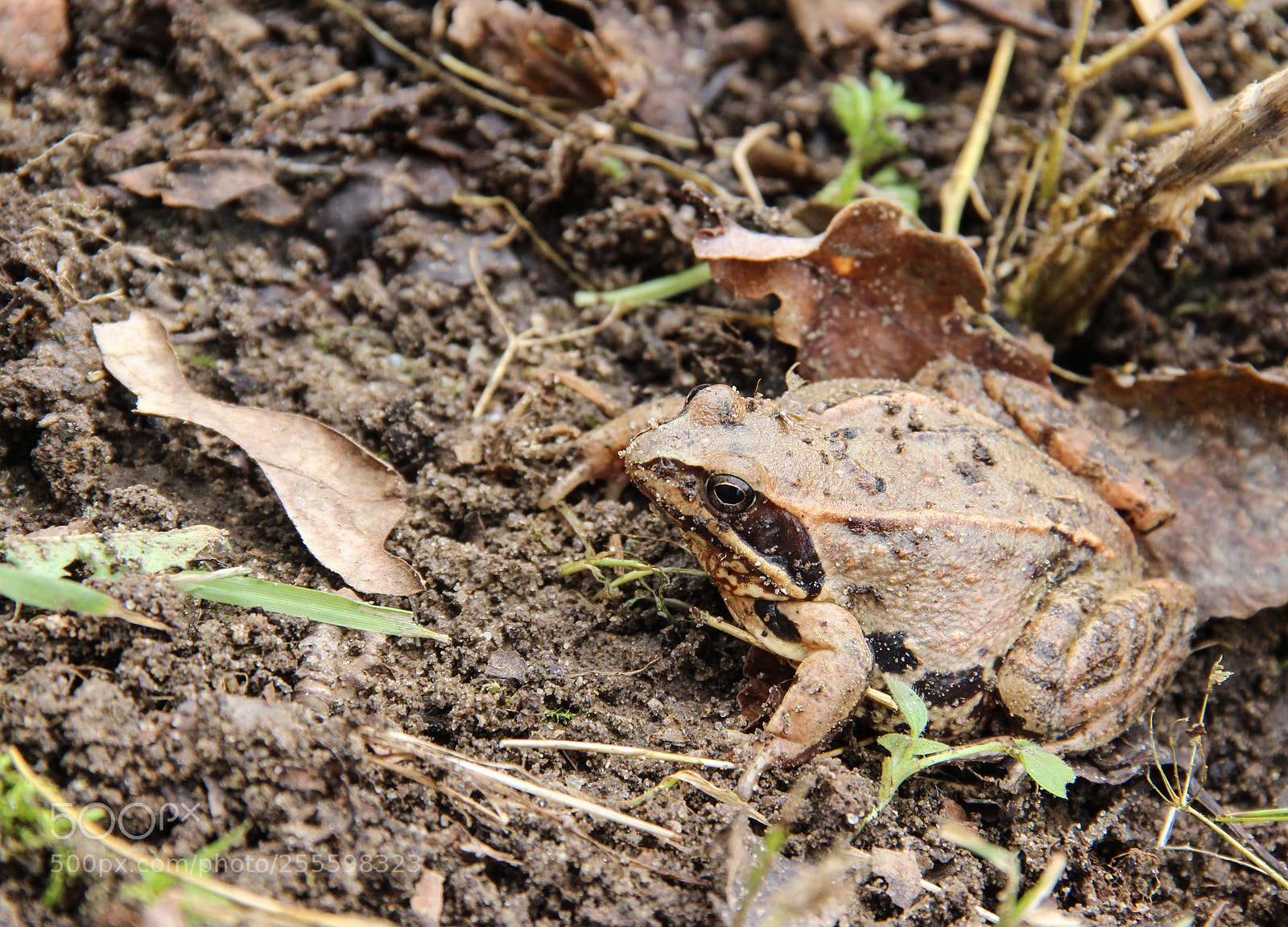 Canon EOS 600D (Rebel EOS T3i / EOS Kiss X5) sample photo. Find the frog.  photography