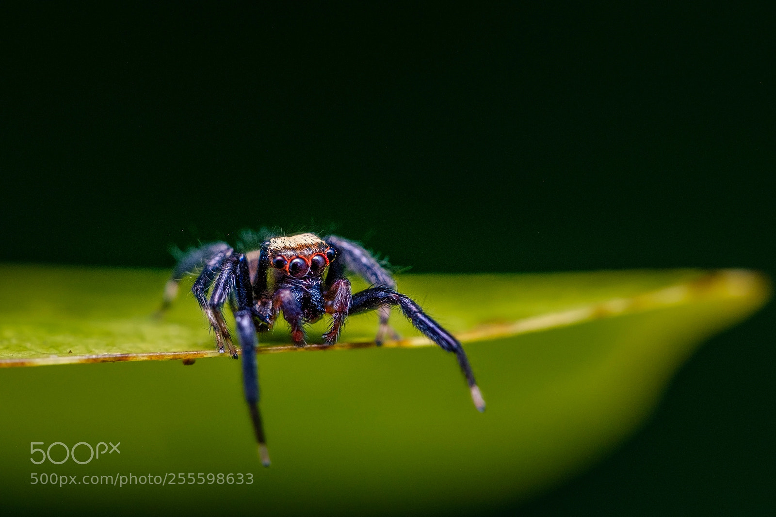 Fujifilm X-T2 sample photo. Sword-bearing thorelliola jumper spider photography
