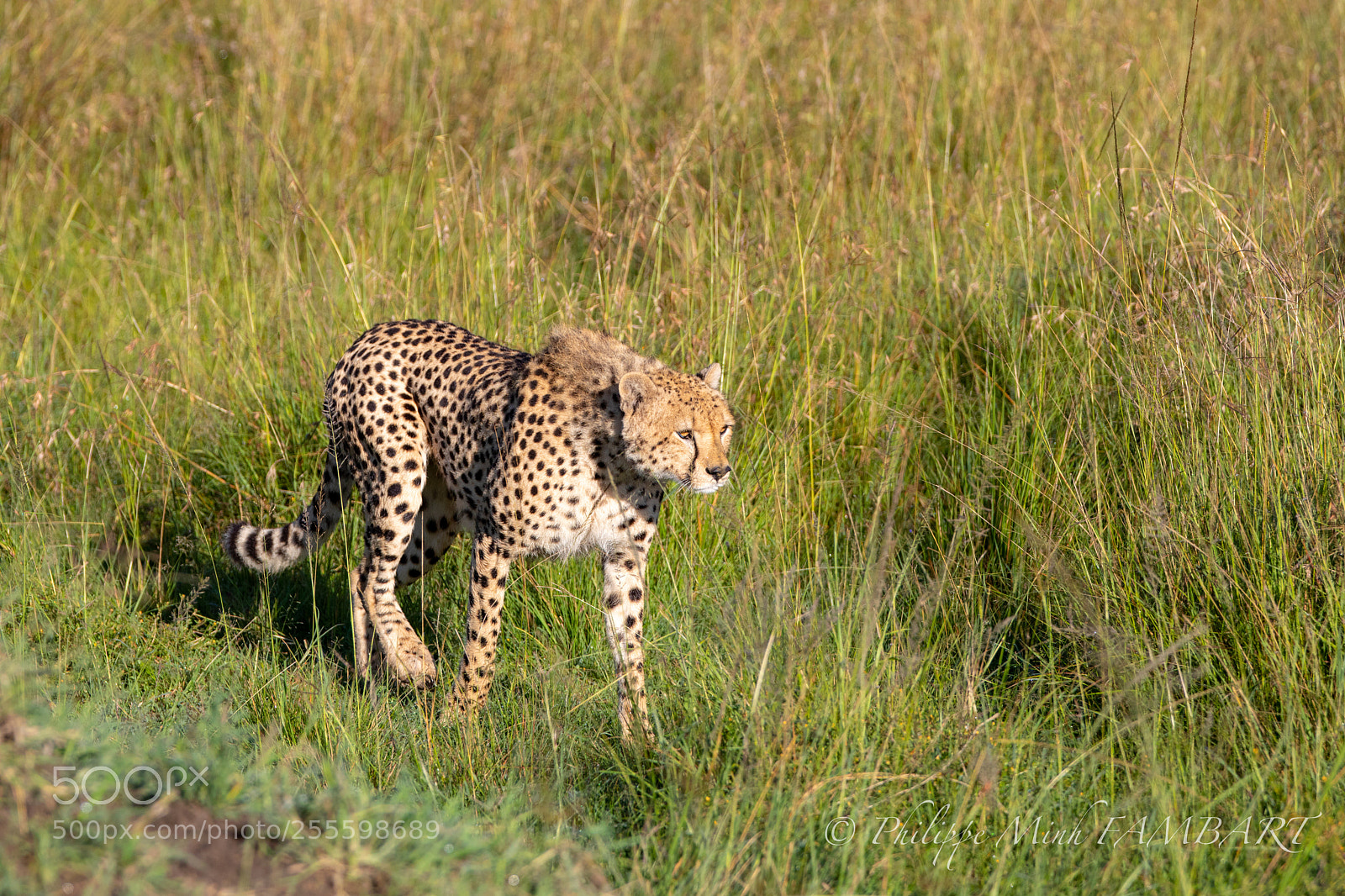 Canon EOS 5D Mark IV sample photo. Cheetah on landscape of photography