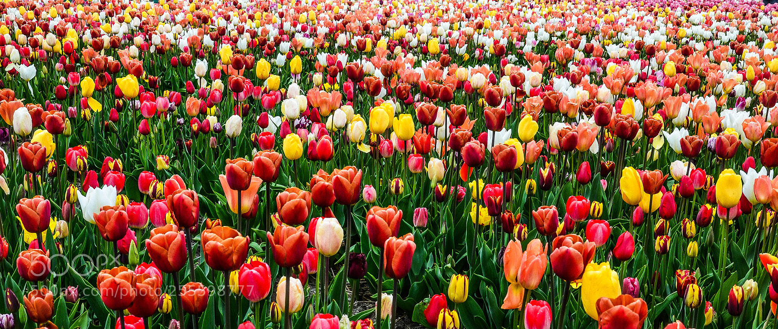 Nikon D5100 sample photo. Colorful tulips photography