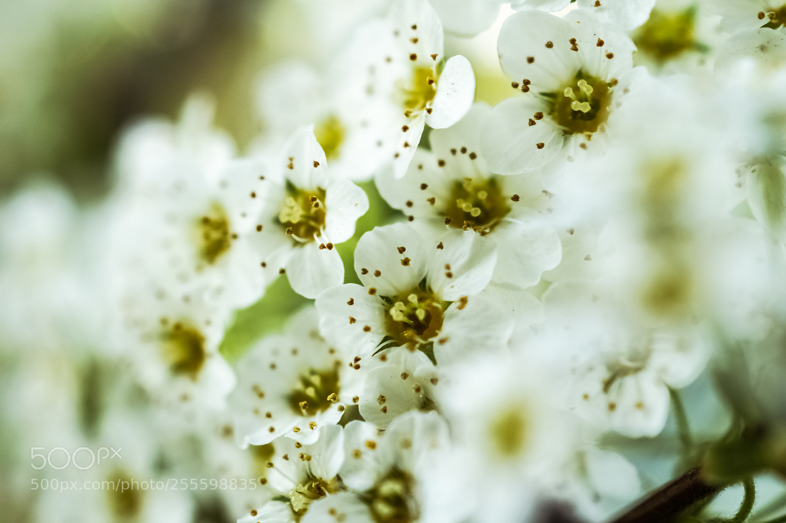 Sony SLT-A58 sample photo. *** blossom *** photography