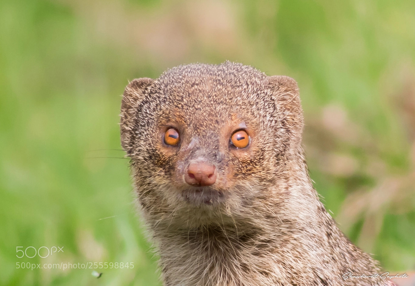 Canon EOS 7D Mark II sample photo. The mongoose photography
