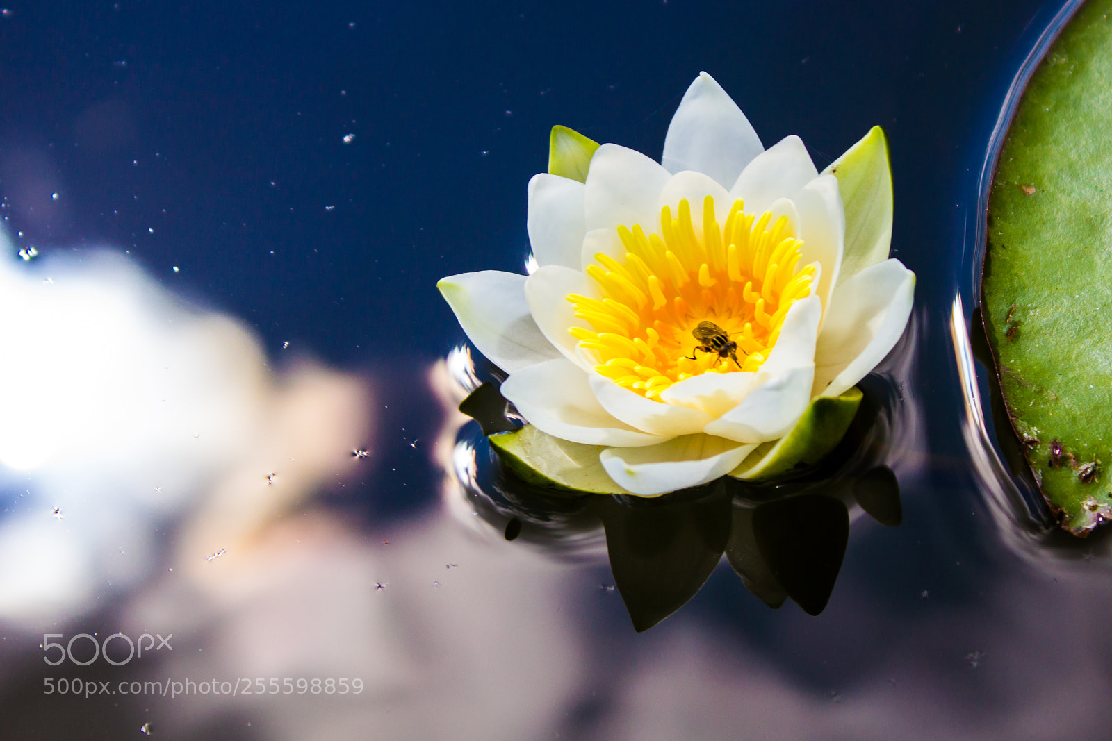 Canon EOS 550D (EOS Rebel T2i / EOS Kiss X4) sample photo. Water lily photography
