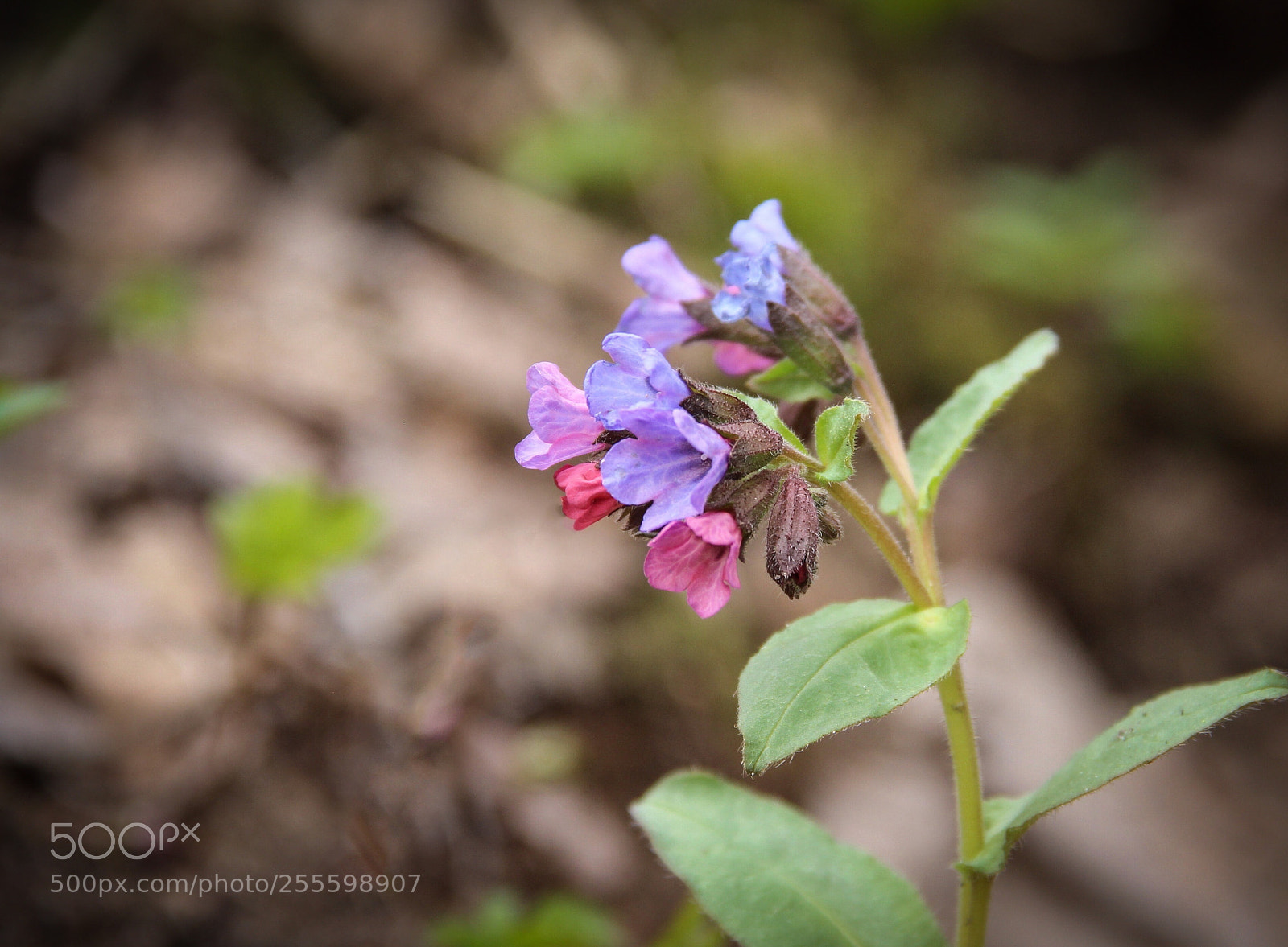 Canon EOS 600D (Rebel EOS T3i / EOS Kiss X5) sample photo. Wild flower photography