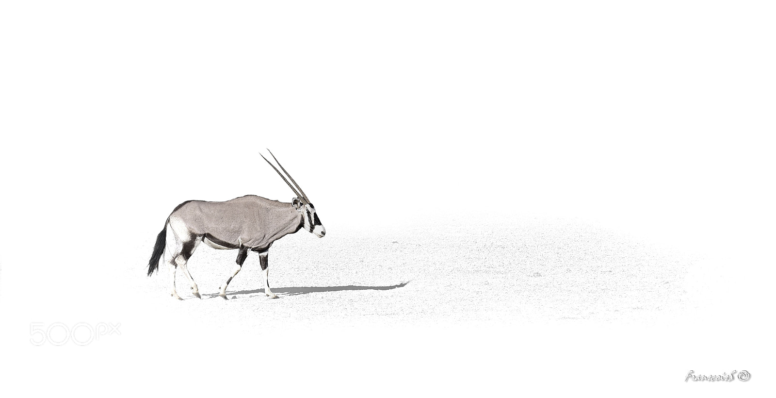 Nikon D7200 sample photo. Gemsbuck in  b&w photography