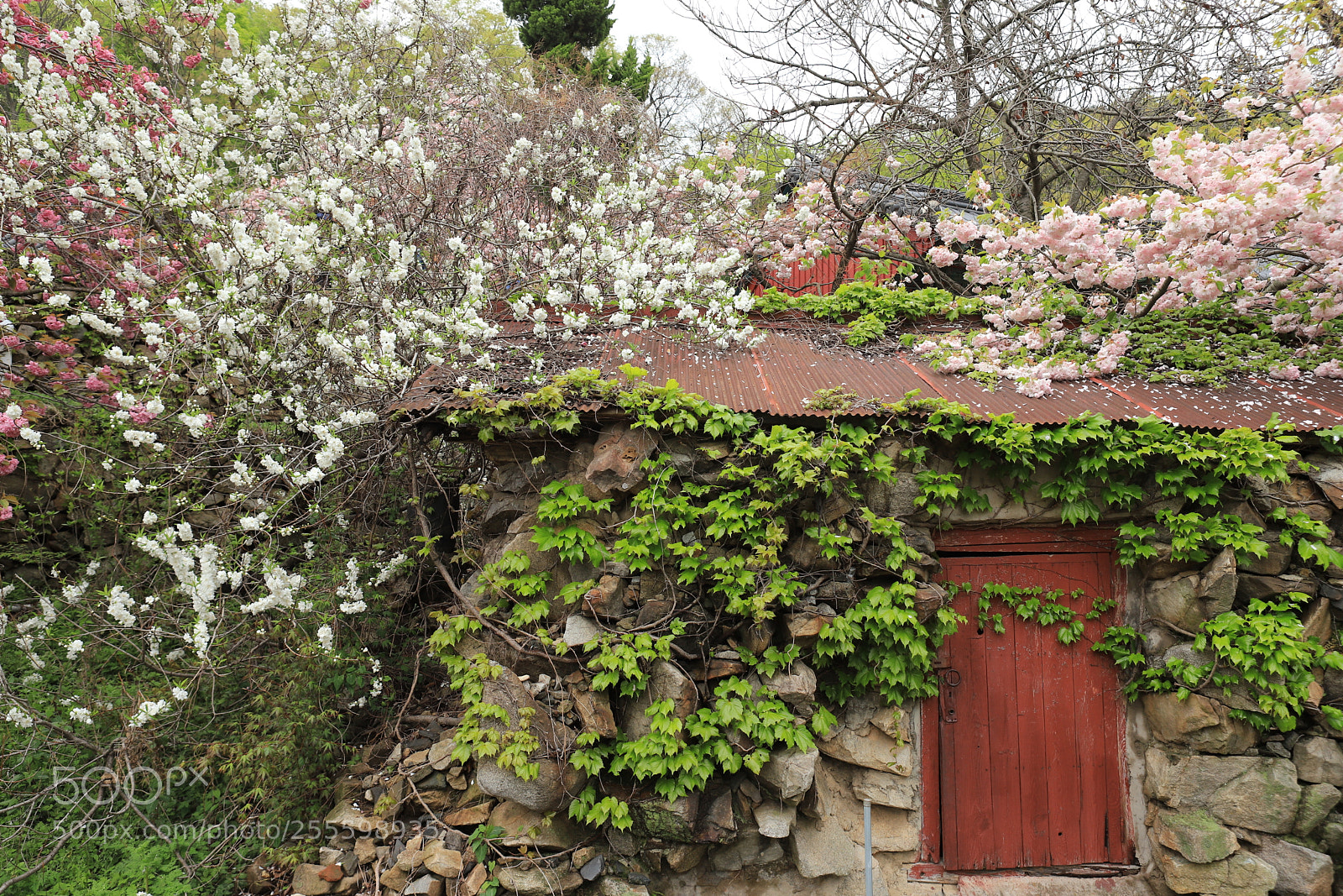 Canon EOS 6D Mark II sample photo. Gorgeous cottage photography