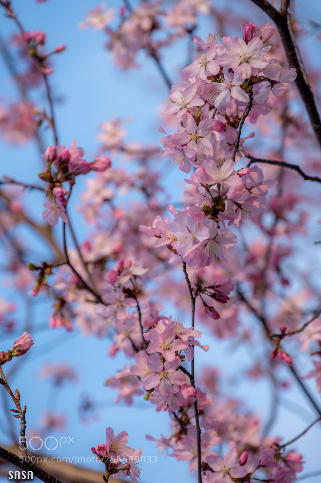 Fujifilm X-Pro2 sample photo. Cherry blossom  photography