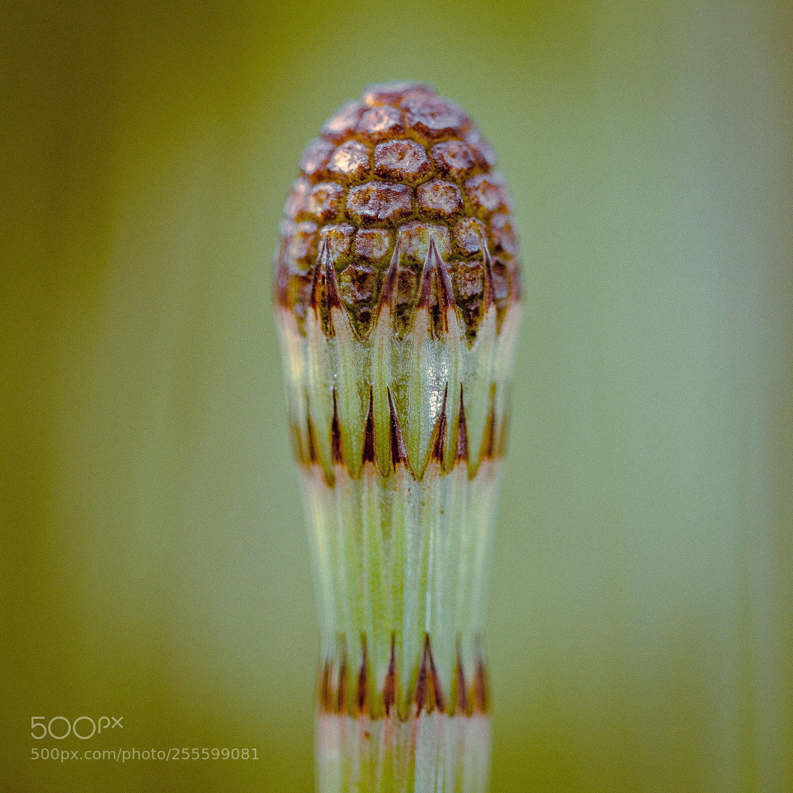 Nikon D5100 sample photo. Horsetail photography