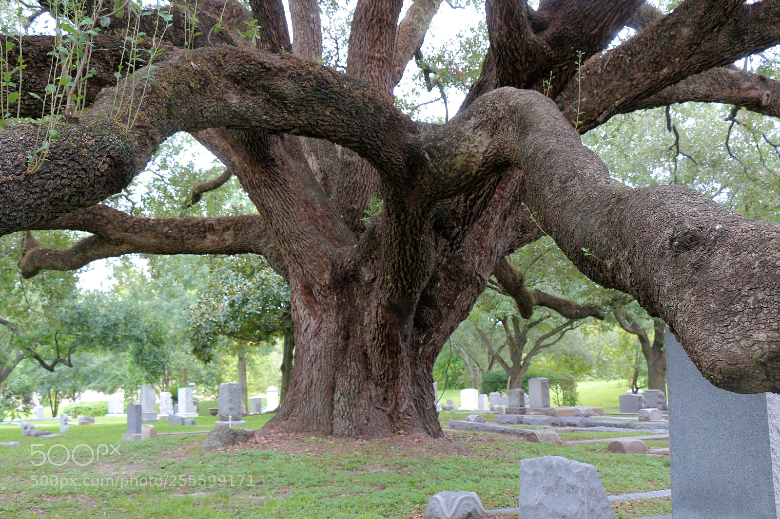 Canon EOS 700D (EOS Rebel T5i / EOS Kiss X7i) sample photo. Spiderlike live oak photography