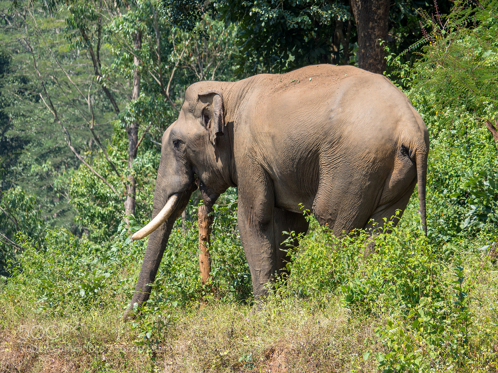 Olympus OM-D E-M10 sample photo. Wild asian elephant photography